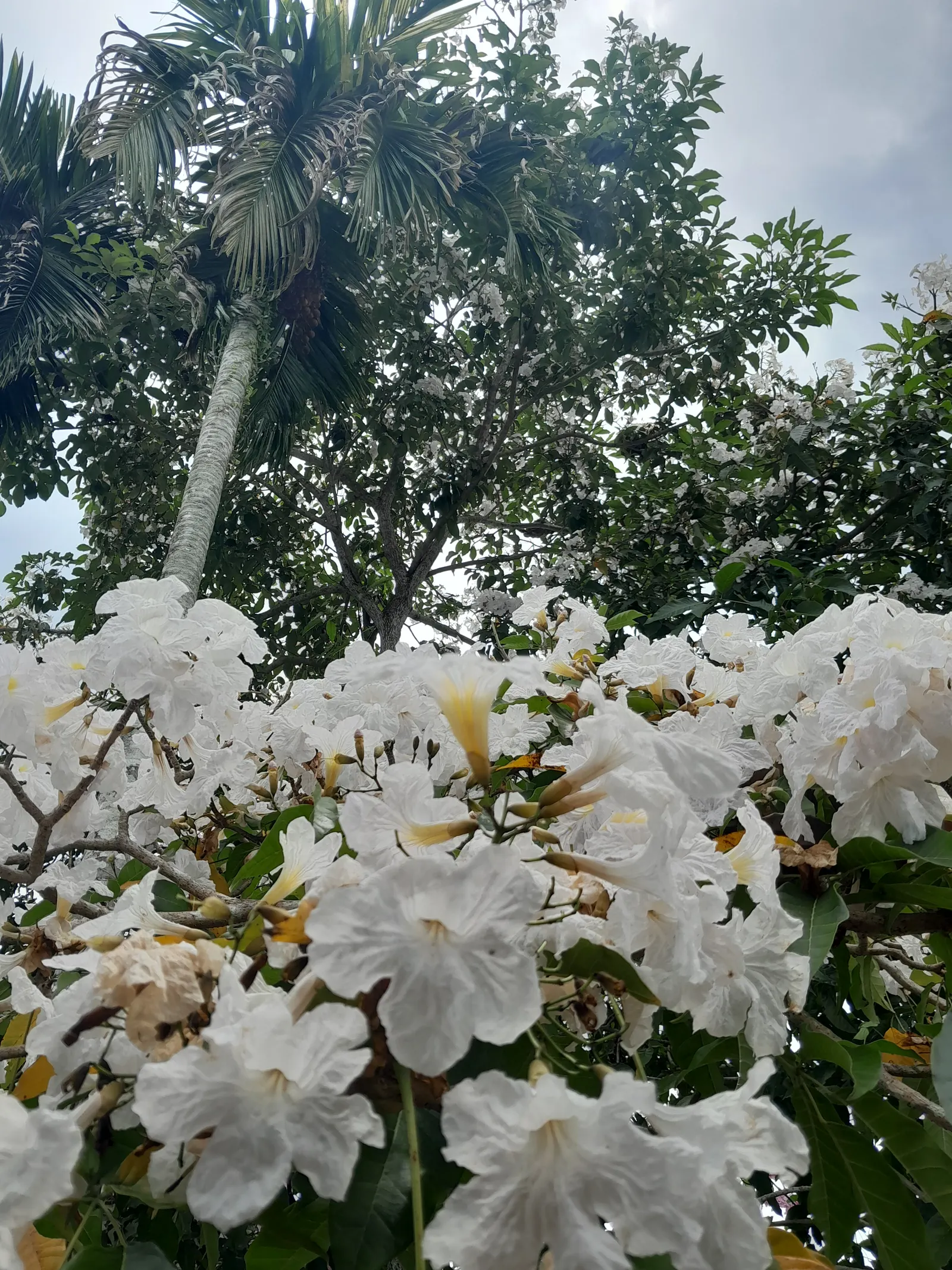 Cape Honeysuckle (Tecoma Capensis) — and other pollinators.<br><br>For optimal growth