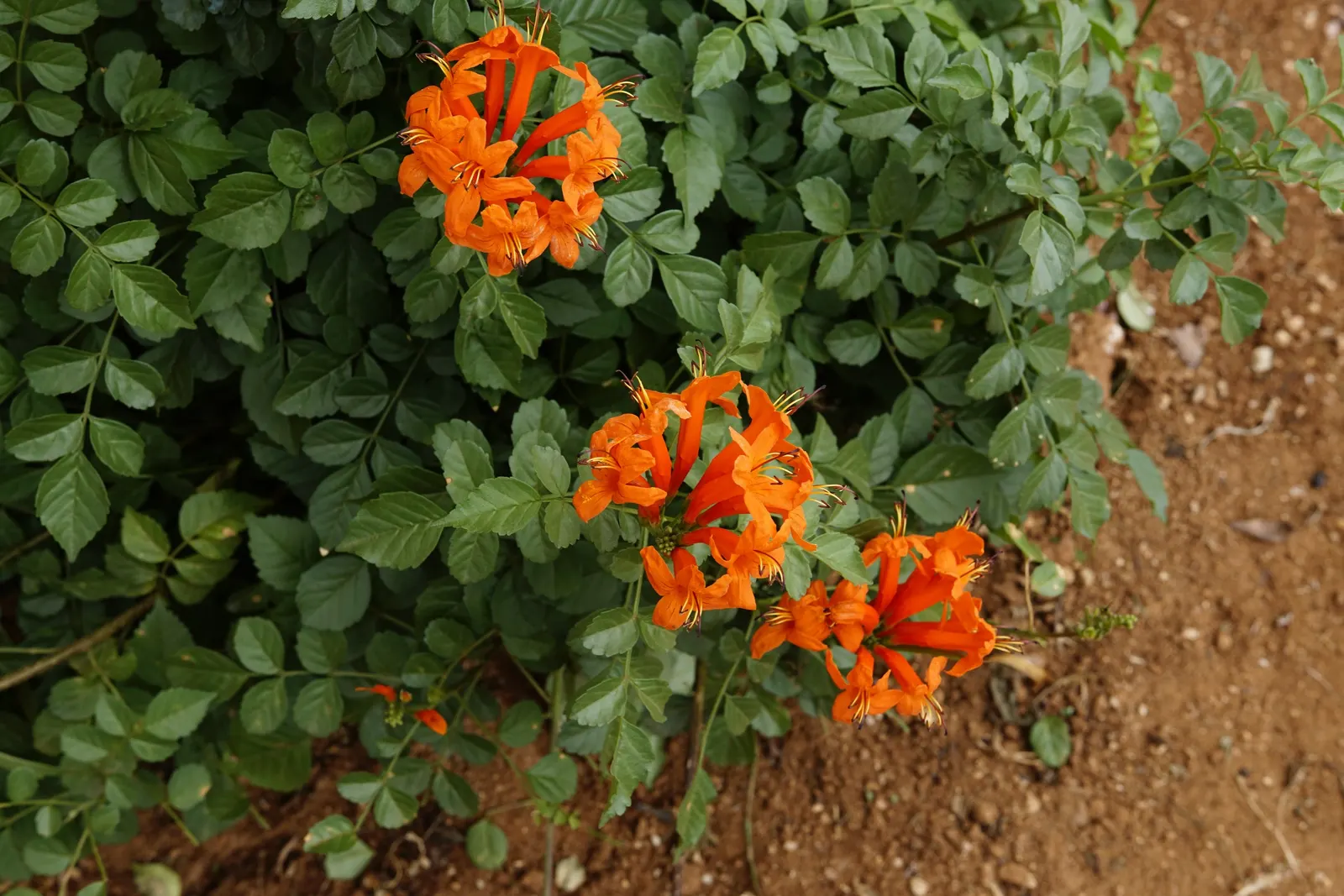 Cape Honeysuckle (Tecoma Capensis) — and even into winter in milder climates; ground cover / shrub / vine with orange and red blooms, image 86