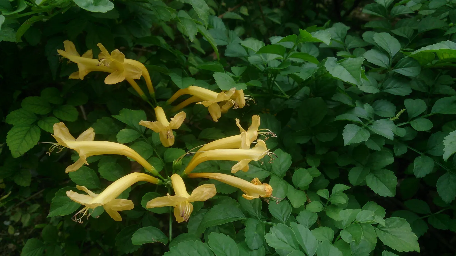 Cape Honeysuckle (Tecoma Capensis) — and other pollinators.<br><br>For optimal growth; is a vibrant and versatile evergreen shrub that can add a splash of