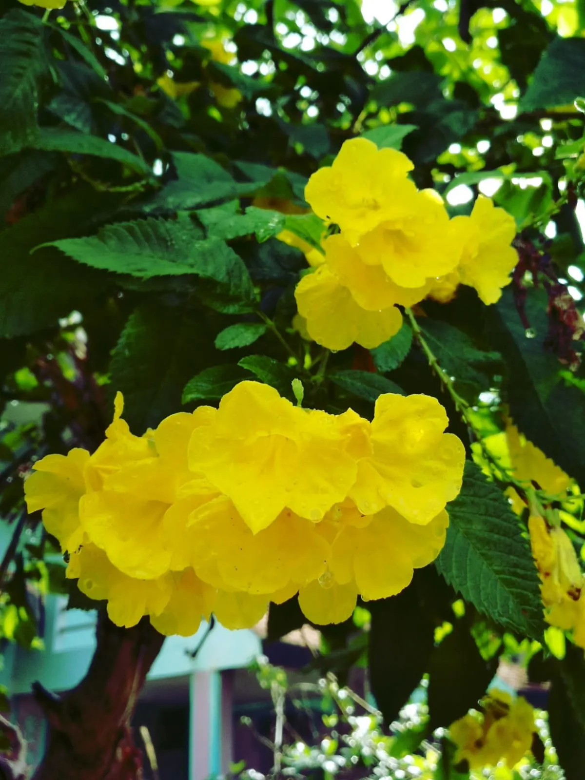 Cape Honeysuckle (Tecoma Capensis) — Versatile and low-maintenance, it adds a burst of color to any landscape; the Cape Honeysuckle provides dense foliage