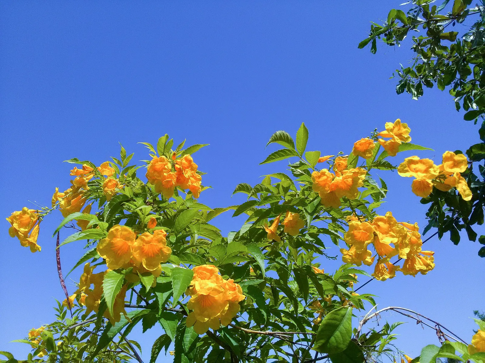 Cape Honeysuckle (Tecoma Capensis) — Cape Honeysuckle (Tecoma capensis) is a vibrant, evergreen shrub reaching 6-10 ft tall and 5-6 ft wide; hardy, image 49
