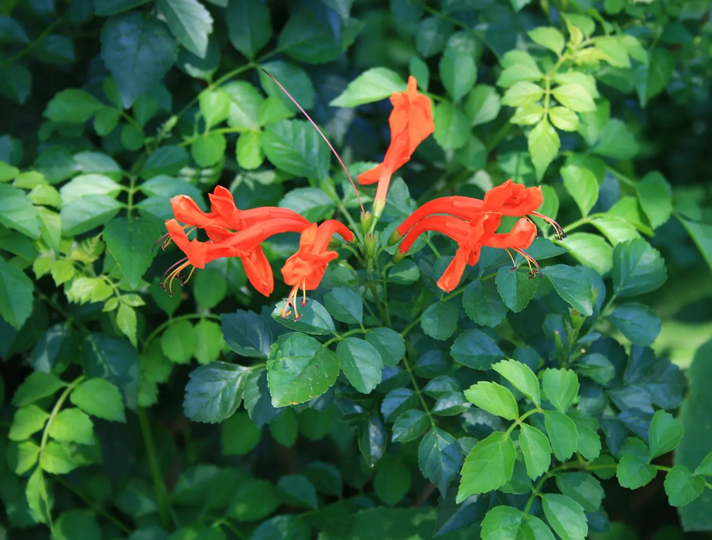 Cape Honeysuckle (Tecoma Capensis) — Versatile and low-maintenance, it adds a burst of color to any landscape; the Cape Honeysuckle provides dense, image 77