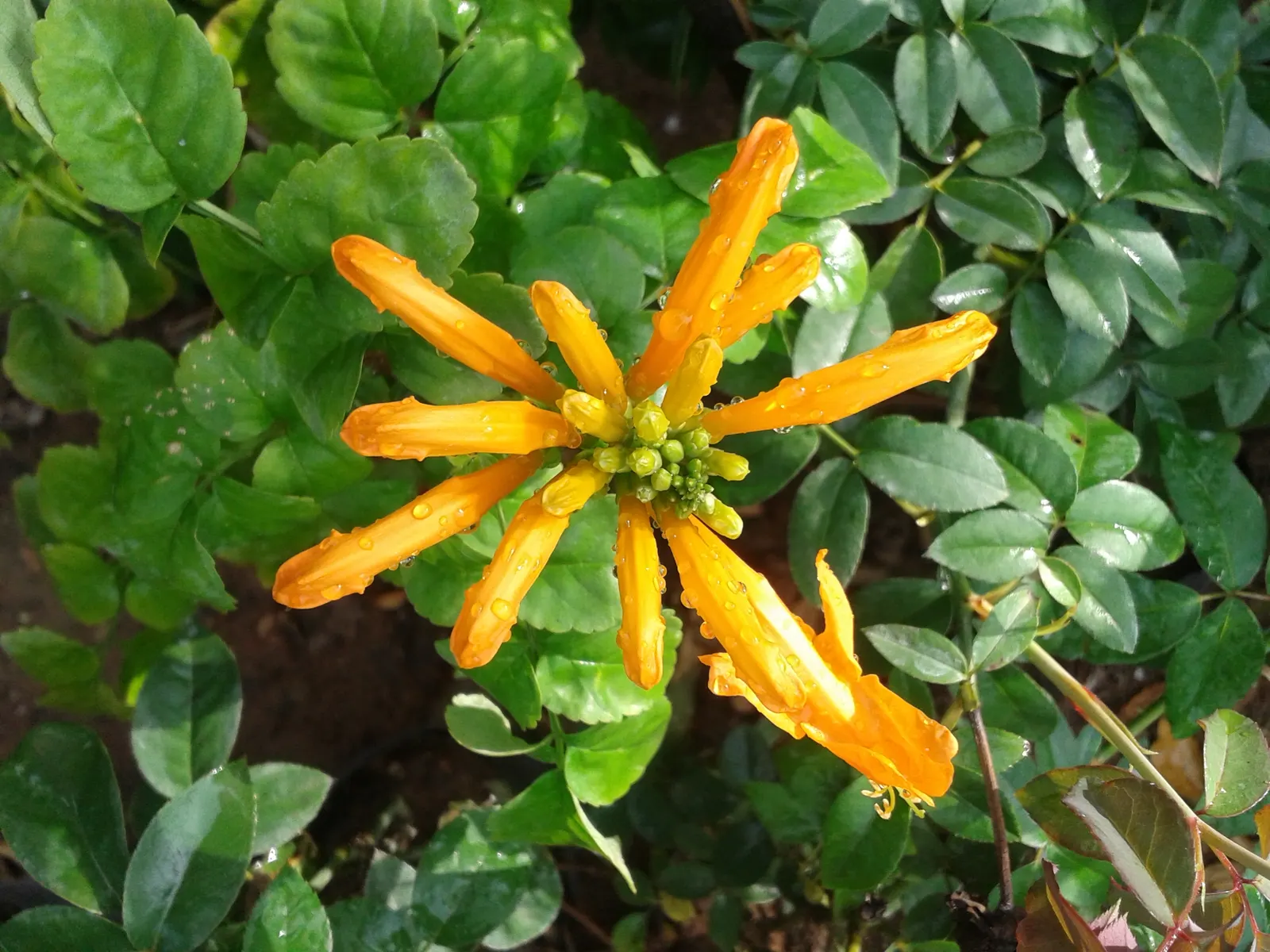 Cape Honeysuckle (Tecoma Capensis) — the Cape Honeysuckle provides dense foliage composed of glossy; versatile and low-maintenance, it adds a burst of color to