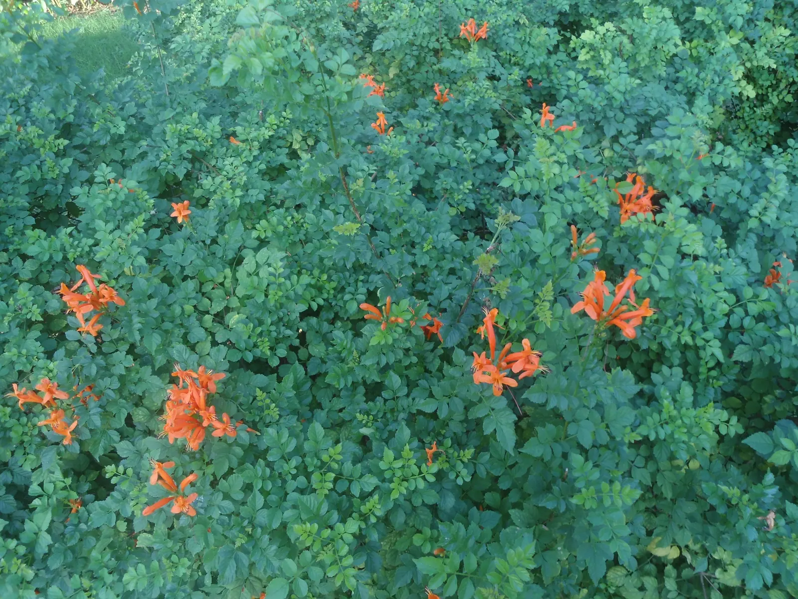 Cape Honeysuckle (Tecoma Capensis) — Full sun is best for prolific blooming, but it can also flourish in partial shade; ideal for hedges or screens, it thrives