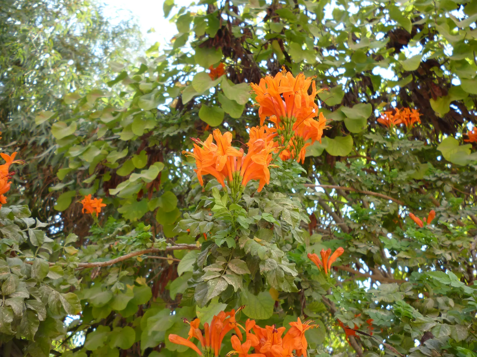 Cape Honeysuckle (Tecoma Capensis) — the Cape Honeysuckle provides dense foliage composed of glossy; versatile and low-maintenance, it adds a burst, image 80