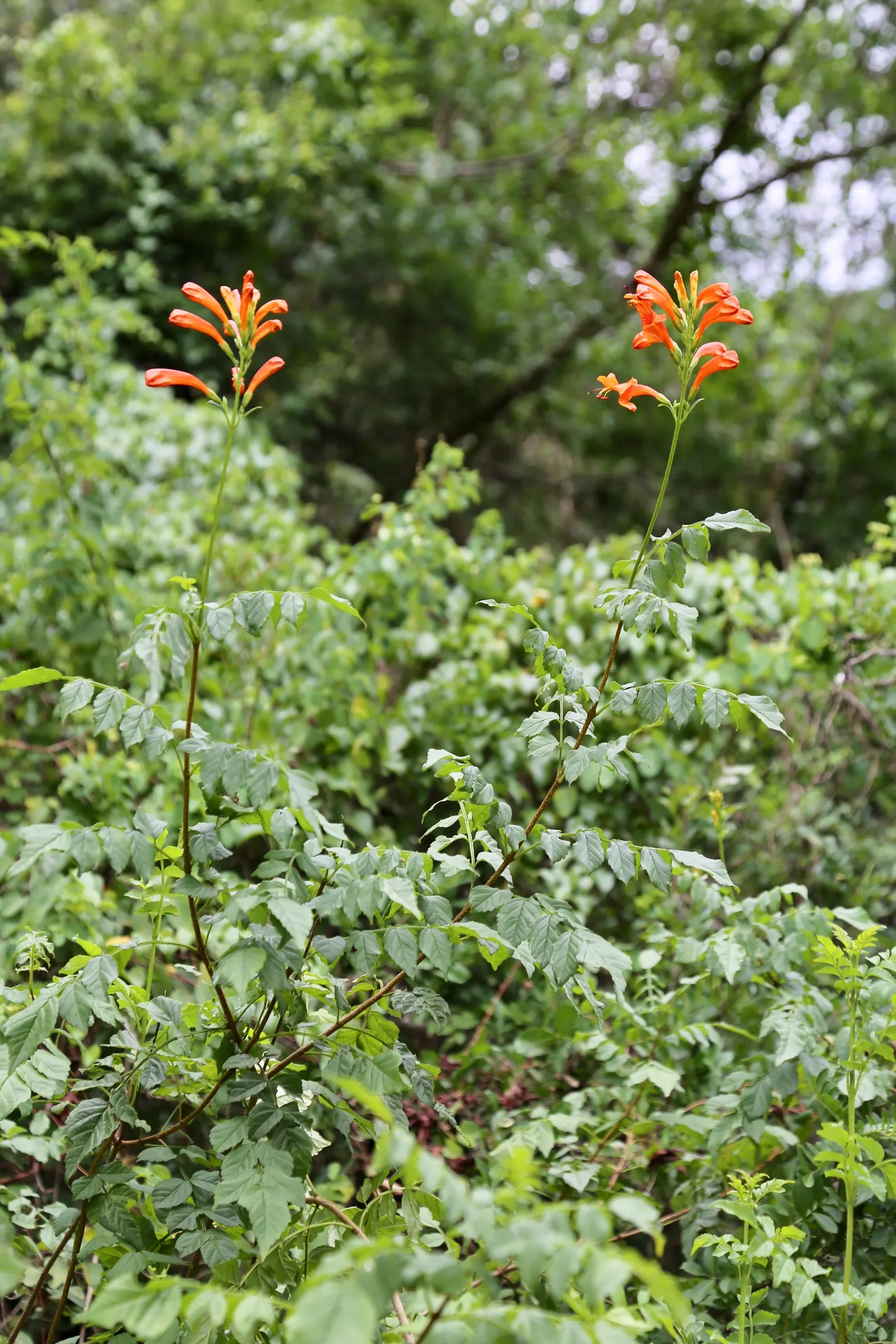 Cape Honeysuckle (Tecoma Capensis) — The Cape Honeysuckle is relatively disease and pest-resistant; including drought and coastal exposure, image 68