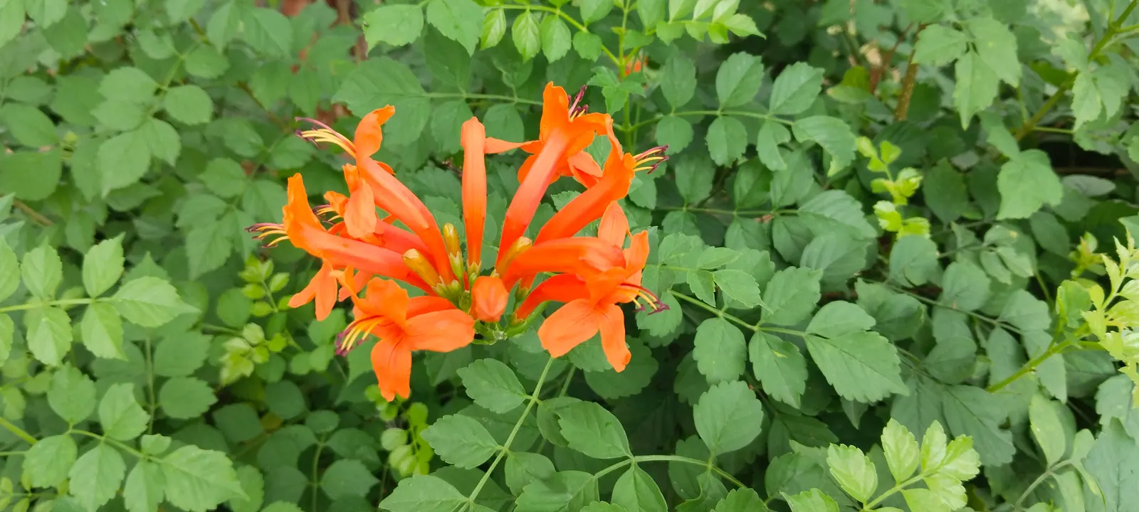 Cape Honeysuckle (Tecoma Capensis) — Full sun is best for prolific blooming, but it can also flourish in partial shade; ideal for hedges or, image 66