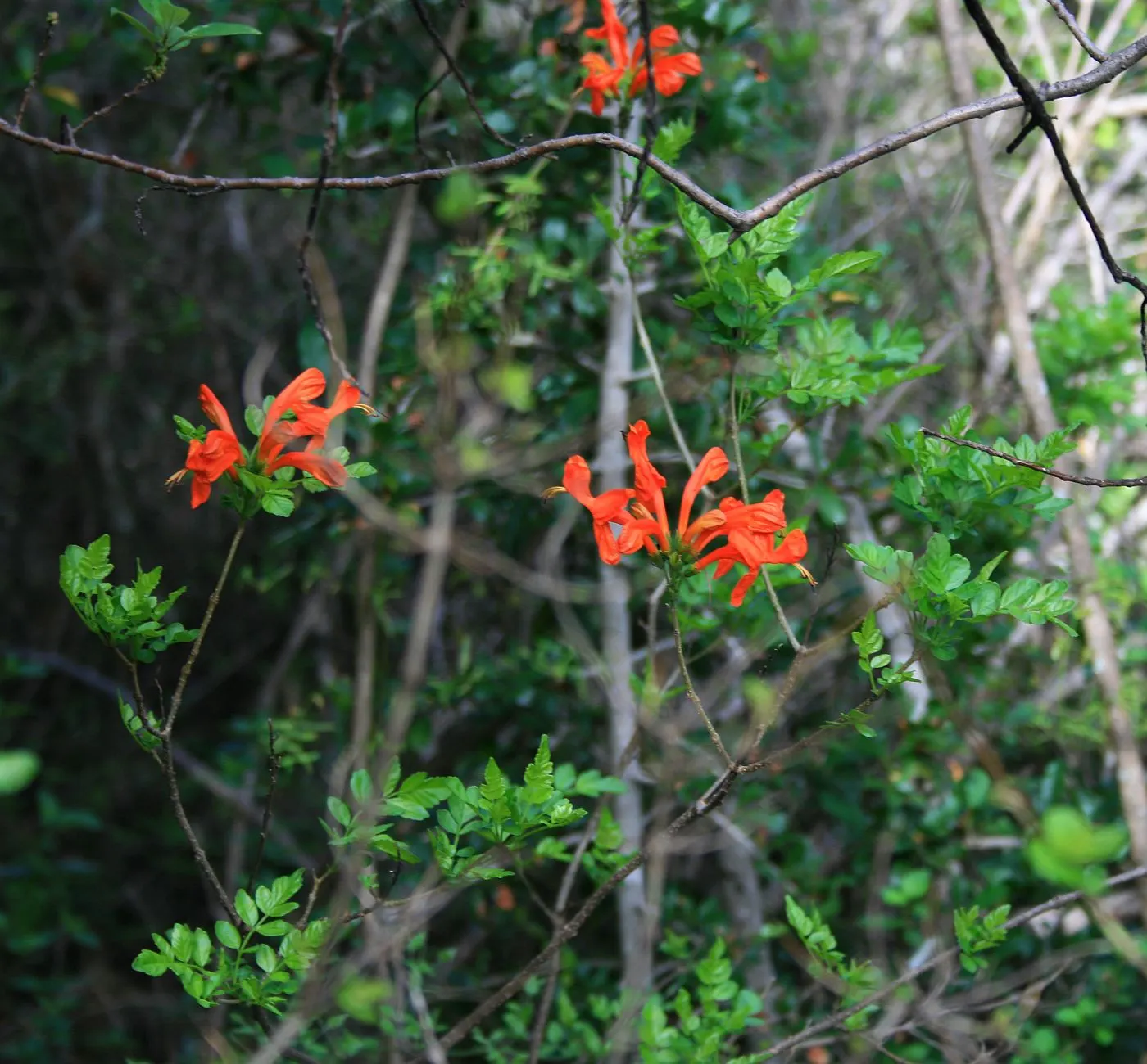 Cape Honeysuckle (Tecoma Capensis) — it is prudent to establish a regular watering schedule during the first growing season to develop a deep; its robust