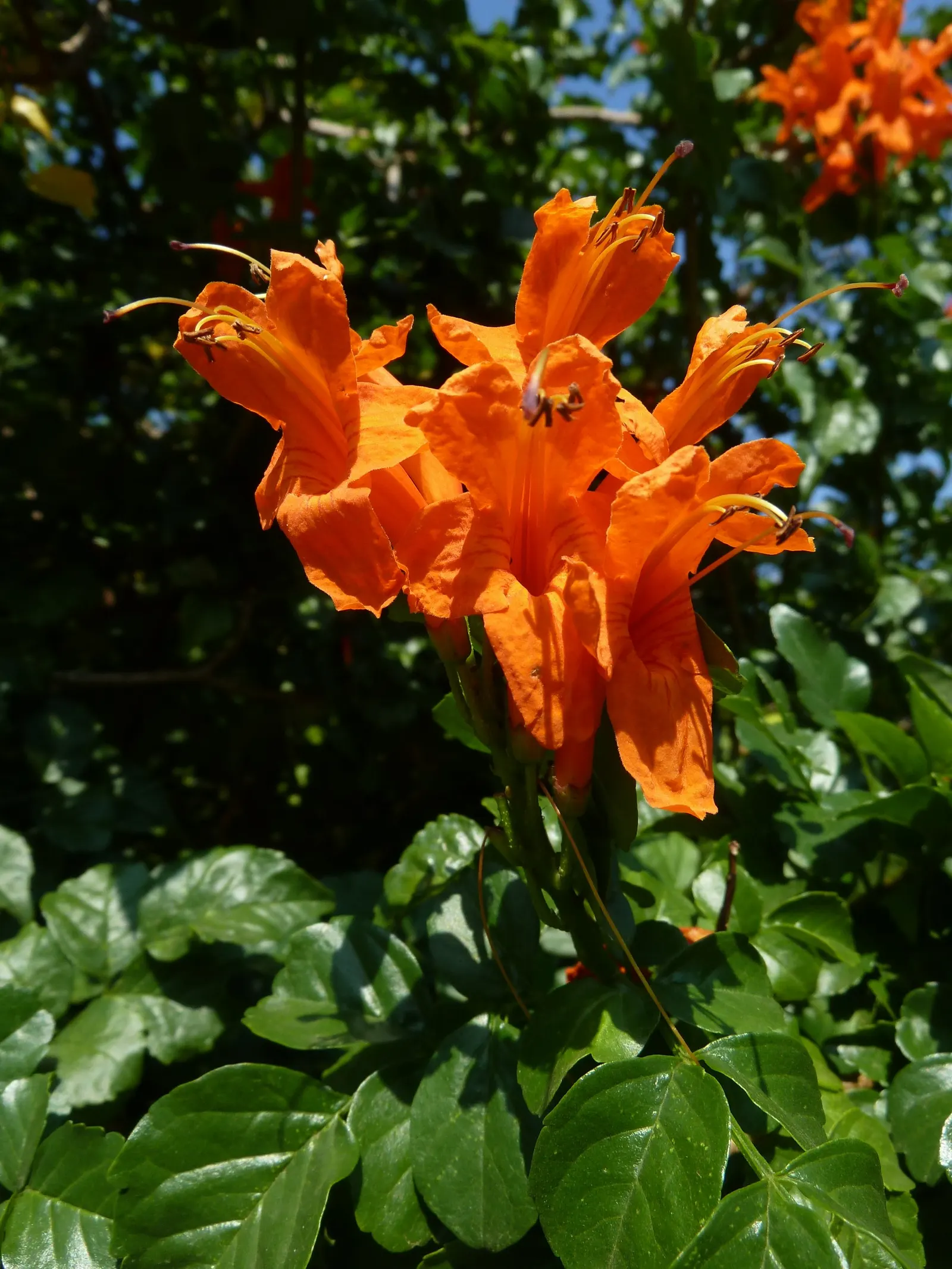 Cape Honeysuckle (Tecoma Capensis) — ground cover / shrub / vine for full or half; making it an easy-care addition to your landscape design, image 120