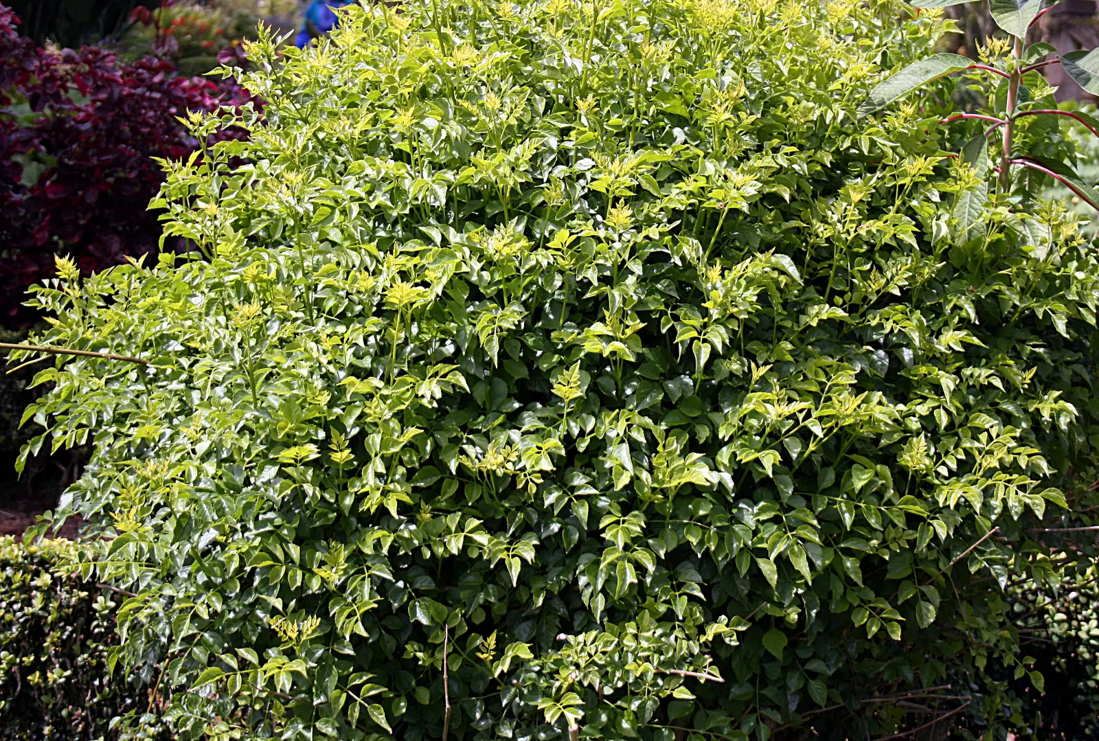 Cape Honeysuckle (Tecoma Capensis) — Cape Honeysuckle (Tecoma capensis) is a vibrant, evergreen shrub reaching 6-10 ft tall and 5-6 ft wide; hardy, image 73