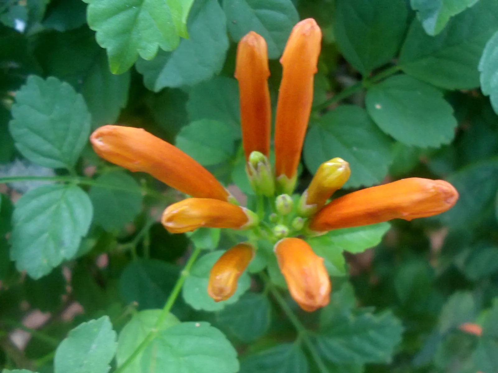 Cape Honeysuckle (Tecoma Capensis) — Its tubular orange-red flowers bloom profusely, attracting hummingbirds and butterflies