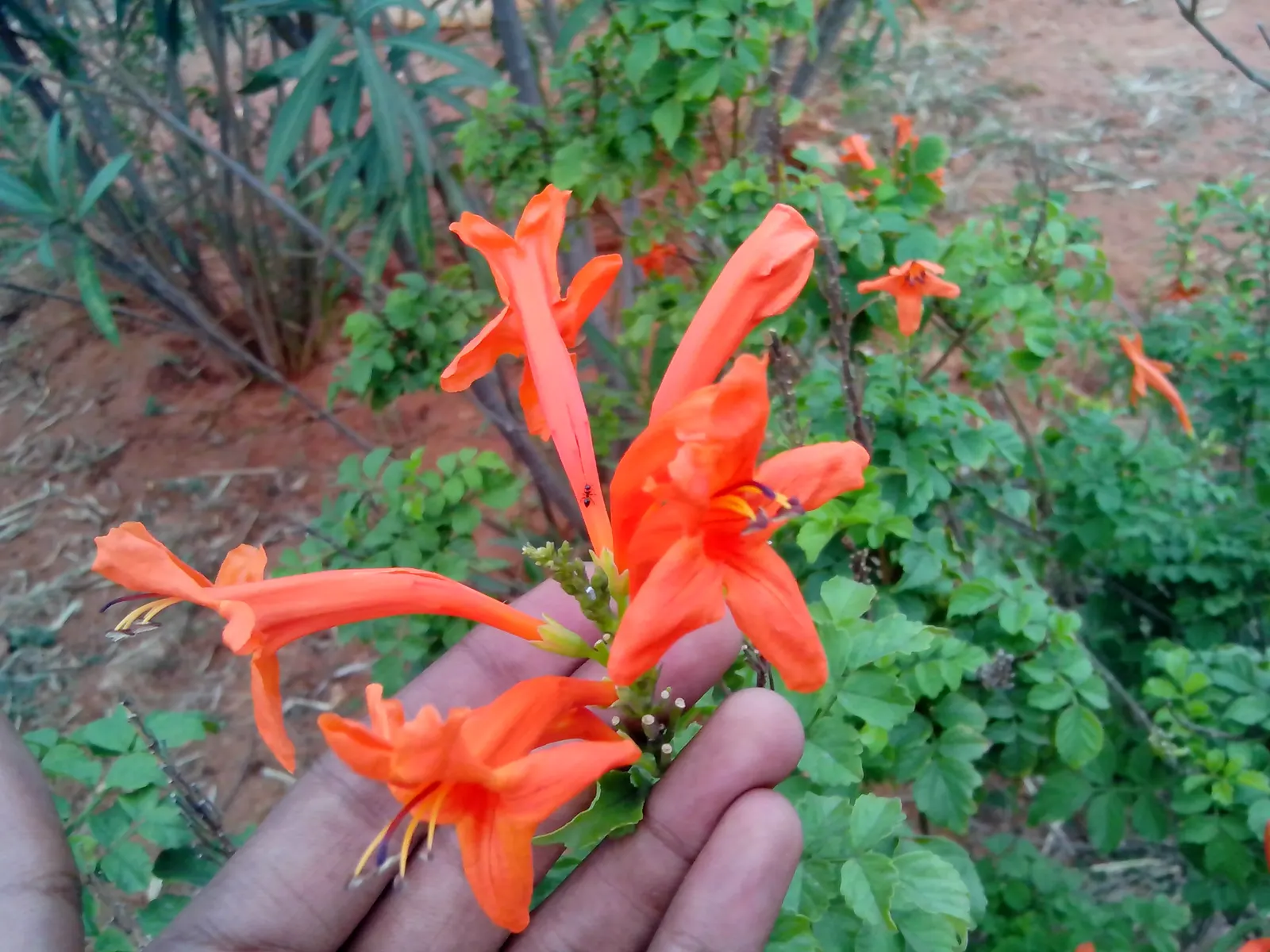 Cape Honeysuckle (Tecoma Capensis) — Ideal for hedges or screens, it thrives in full sun to partial shade and requires moderate watering; full sun, image 75