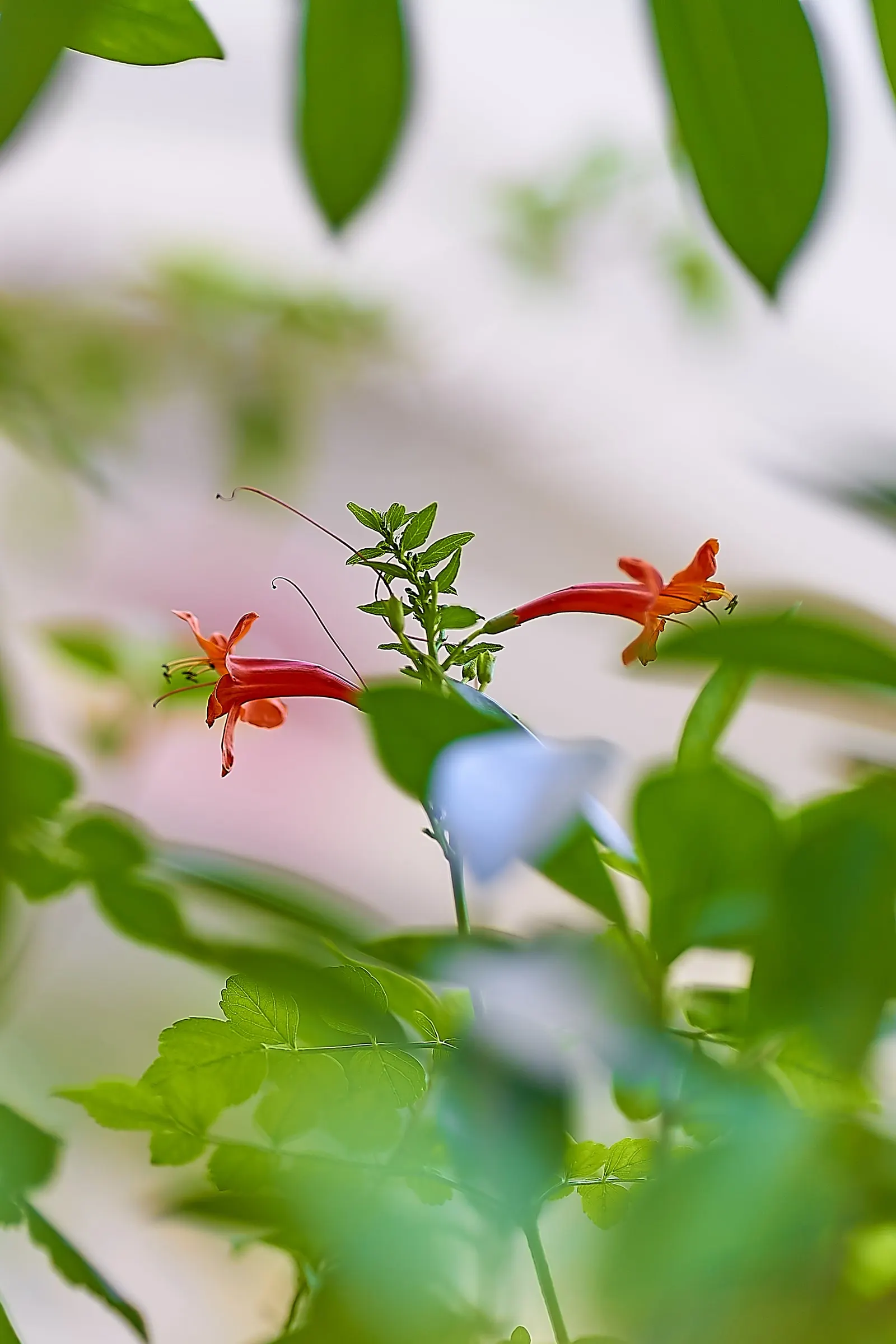 Cape Honeysuckle (Tecoma Capensis) — are typically a brilliant orange but can range in hues from red to salmon; measuring approximately 6 inches, image 108