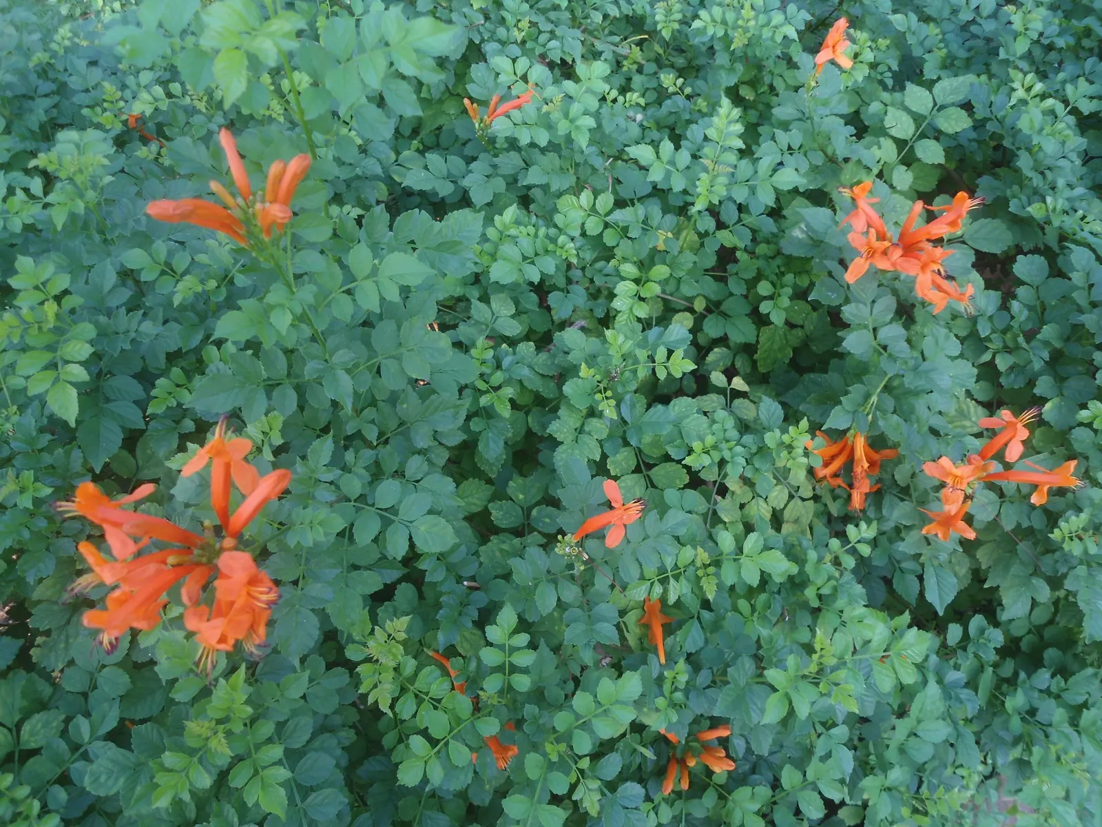 Cape Honeysuckle (Tecoma Capensis) — measuring approximately 6 inches long; are typically a brilliant orange but can range in hues from red to, image 129