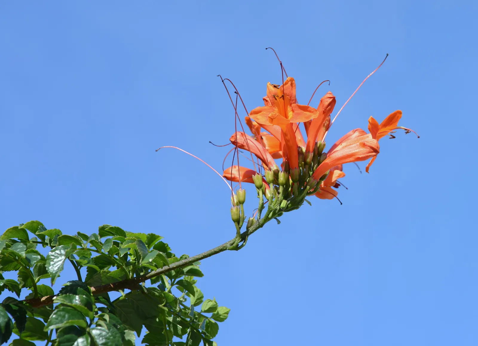 Cape Honeysuckle (Tecoma Capensis) — Originating from South Africa; orange and red flowers in the garden, image 55