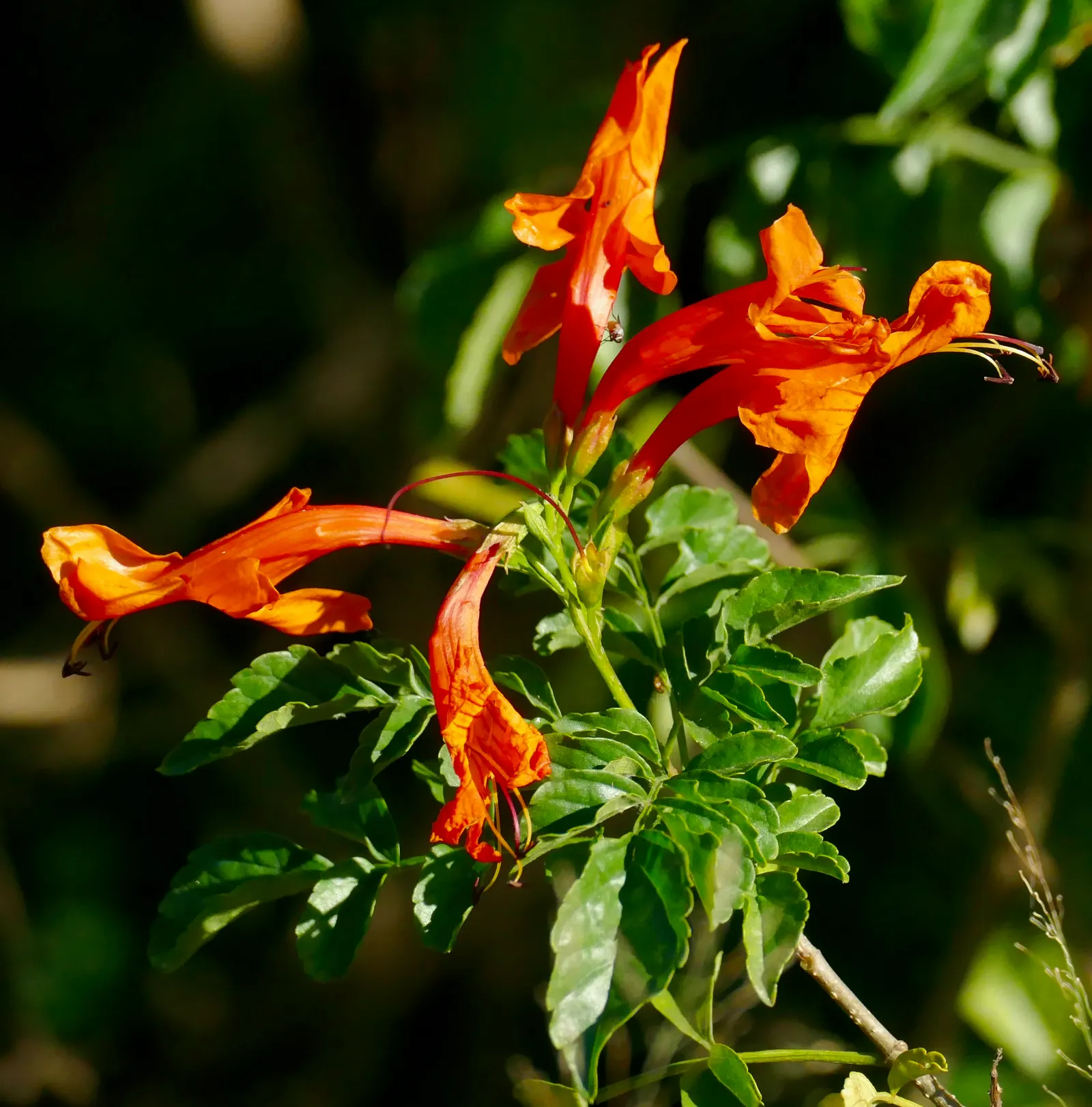 Cape Honeysuckle (Tecoma Capensis) — measuring approximately 6 inches long; are typically a brilliant orange but can range in hues from red to, image 81