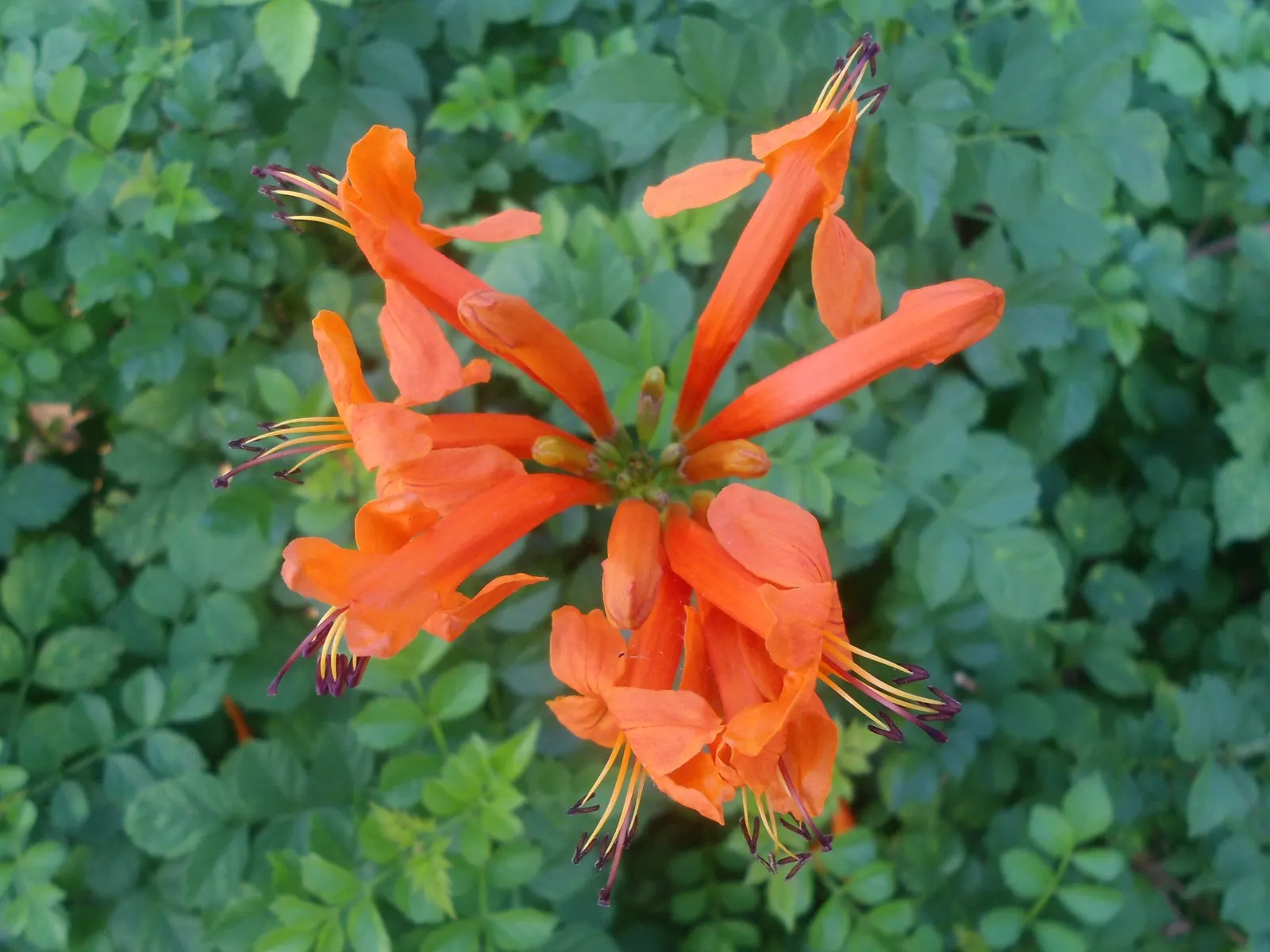 Cape Honeysuckle (Tecoma Capensis) — Its tubular orange-red flowers bloom profusely, attracting hummingbirds and butterflies; and it thrives in USDA Hardiness