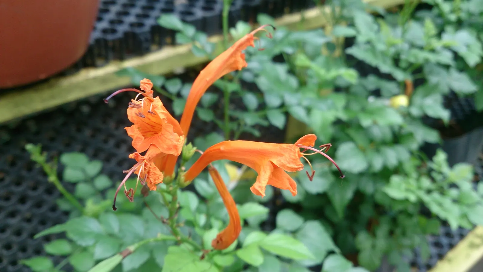 Cape Honeysuckle (Tecoma Capensis) — The Cape Honeysuckle is relatively disease and pest-resistant; including drought and coastal exposure, image 92