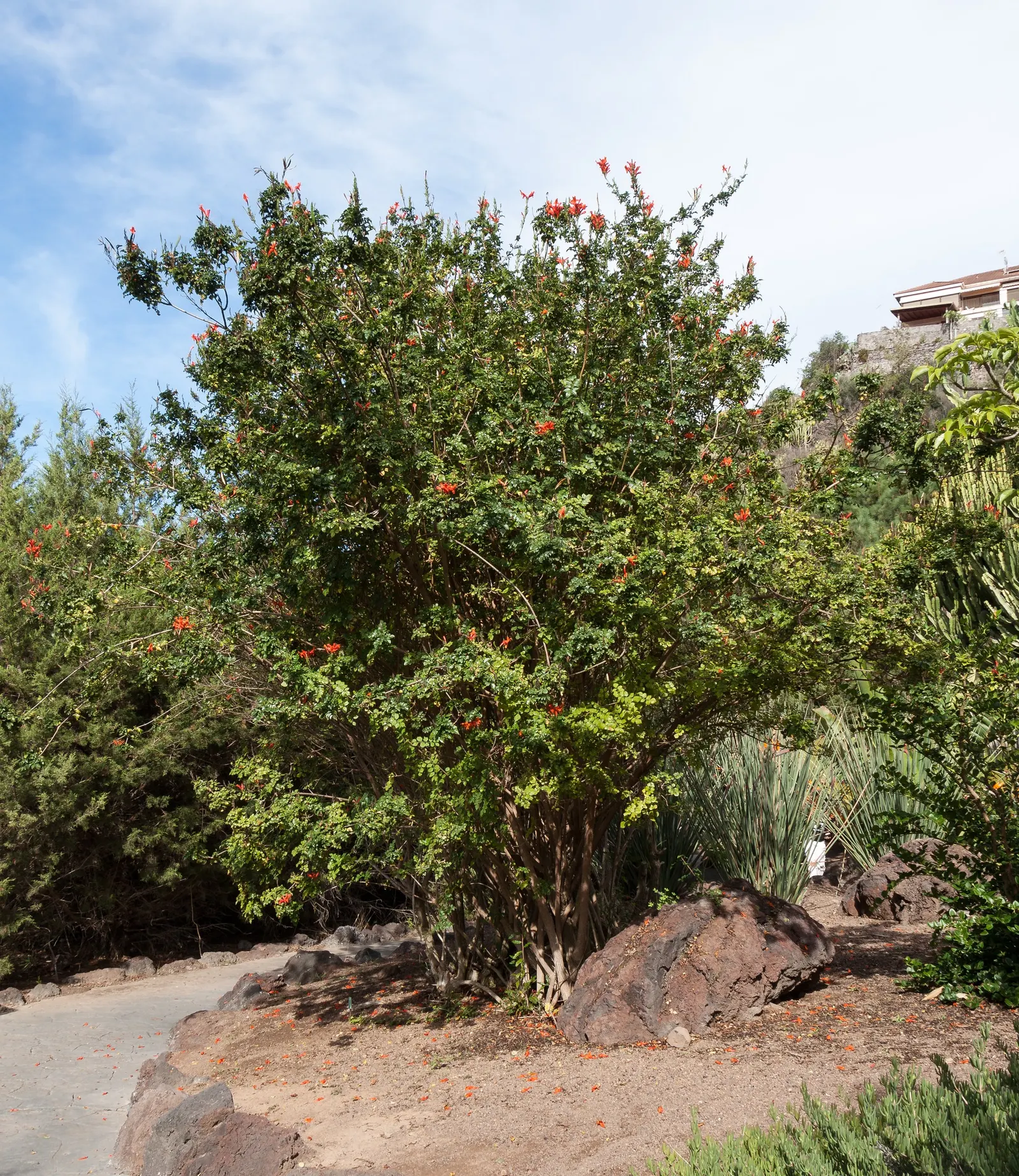 Cape Honeysuckle (Tecoma Capensis) — including drought and coastal exposure; the Cape Honeysuckle is relatively disease and pest-resistant
