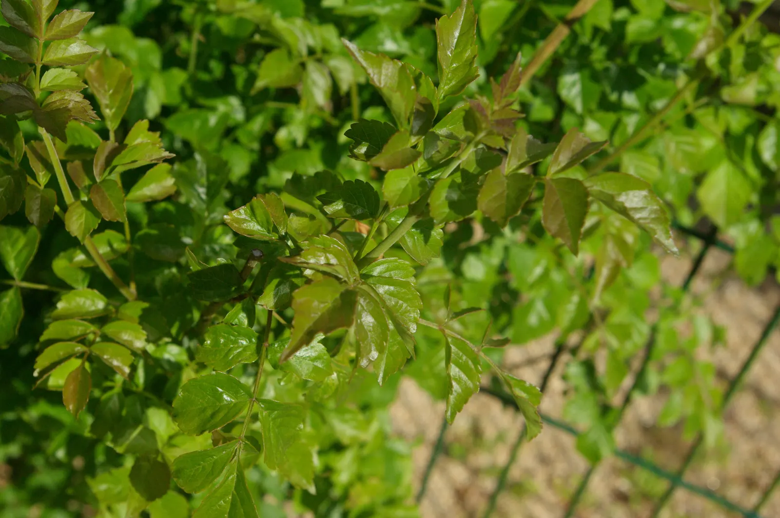 Cape Honeysuckle (Tecoma Capensis) — Its robust growth habit allows it to be easily trained as a hedge or an espalier; it is prudent to establish a, image 130
