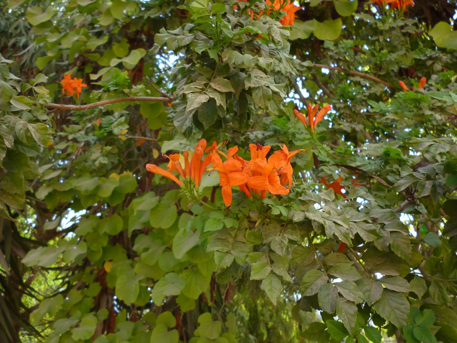 Cape Honeysuckle (Tecoma Capensis) — is a vibrant and versatile evergreen shrub that can add a splash of fiery color to any garden; and other, image 78