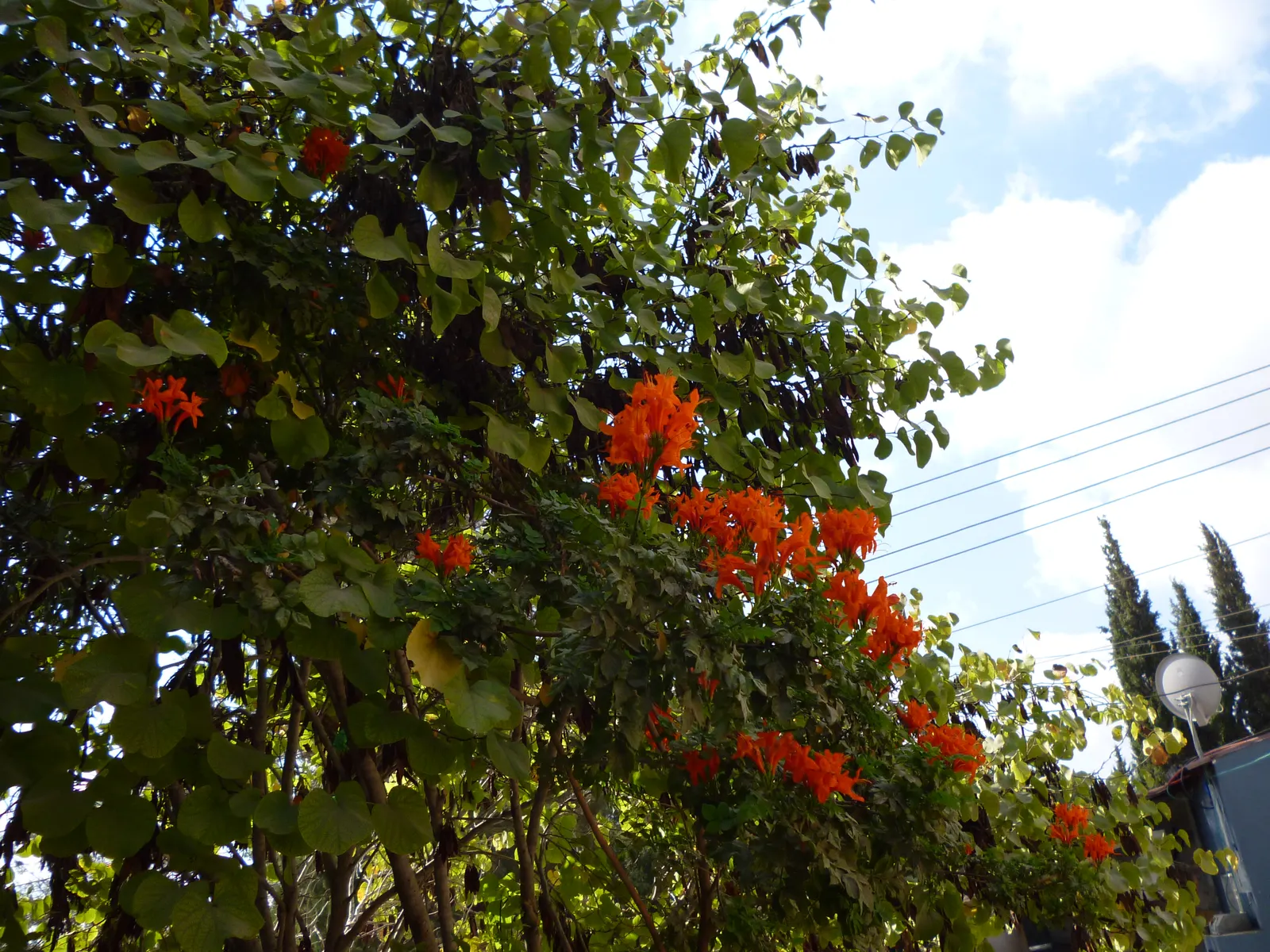 Cape Honeysuckle (Tecoma Capensis) — and it thrives in USDA Hardiness Zones 9 to 11.<br><br>The striking trumpet-shaped flowers; its tubular, image 107