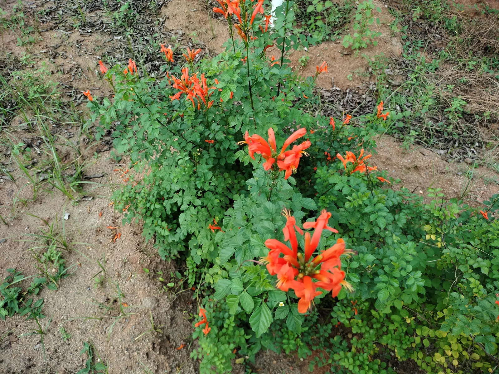 Cape Honeysuckle (Tecoma Capensis) — They bloom profusely from late spring through fall; tecoma capensis requires well-drained soil and can, image 61