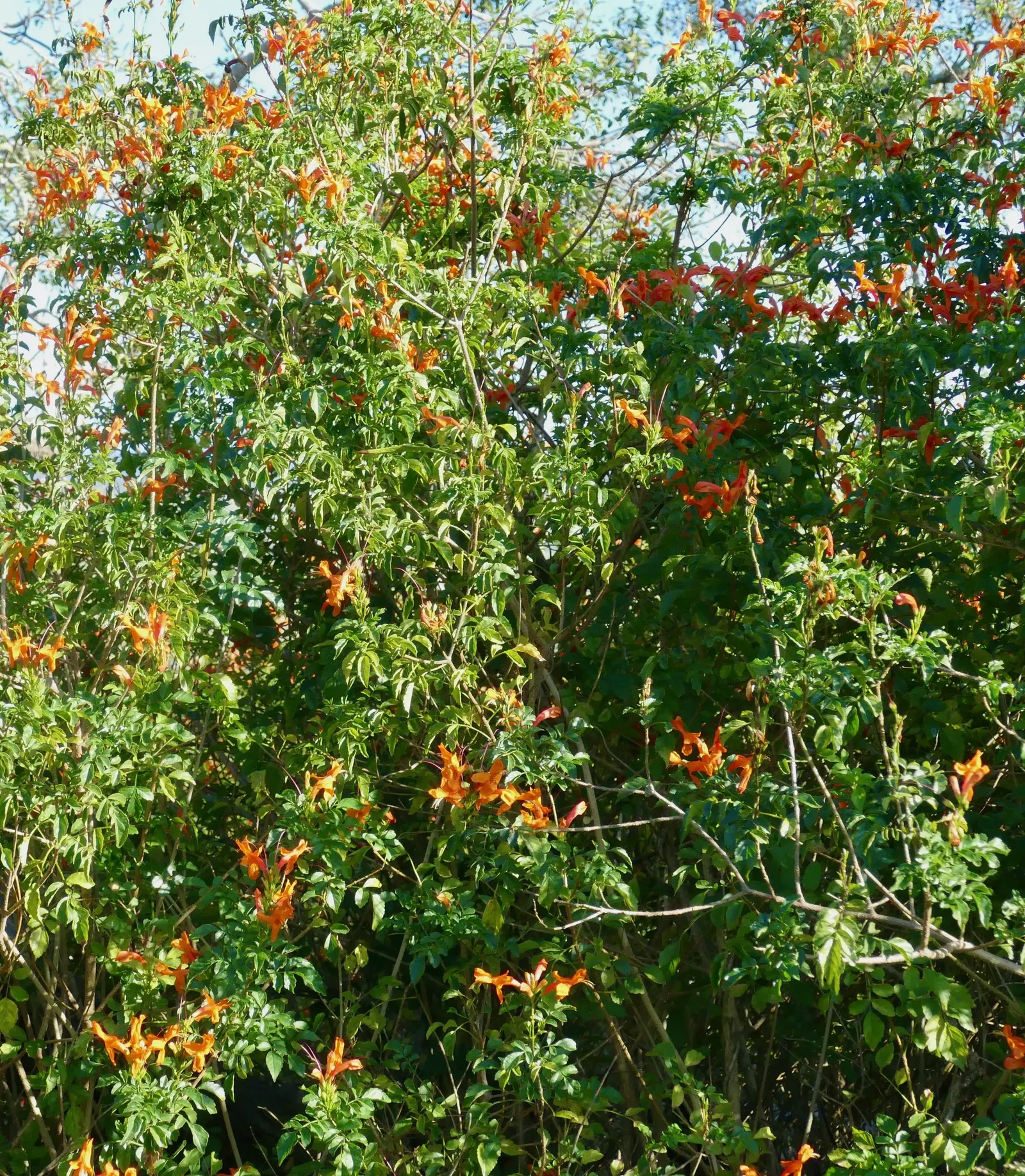Cape Honeysuckle (Tecoma Capensis) — They bloom profusely from late spring through fall; tecoma capensis requires well-drained soil and can, image 109
