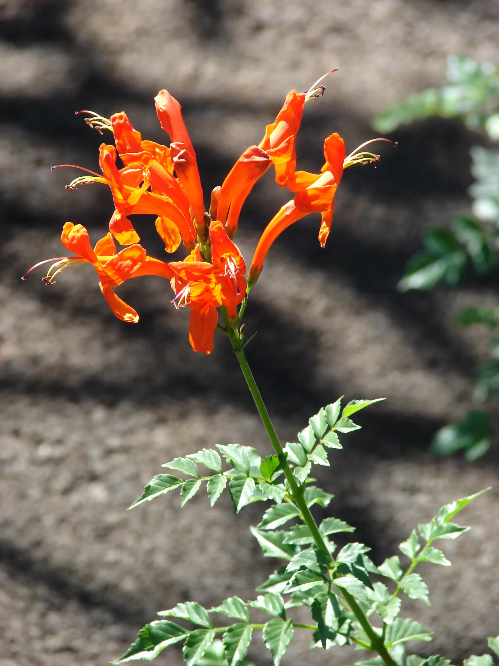 Cape Honeysuckle (Tecoma Capensis) — Originating from South Africa; orange and red flowers in the garden, image 79