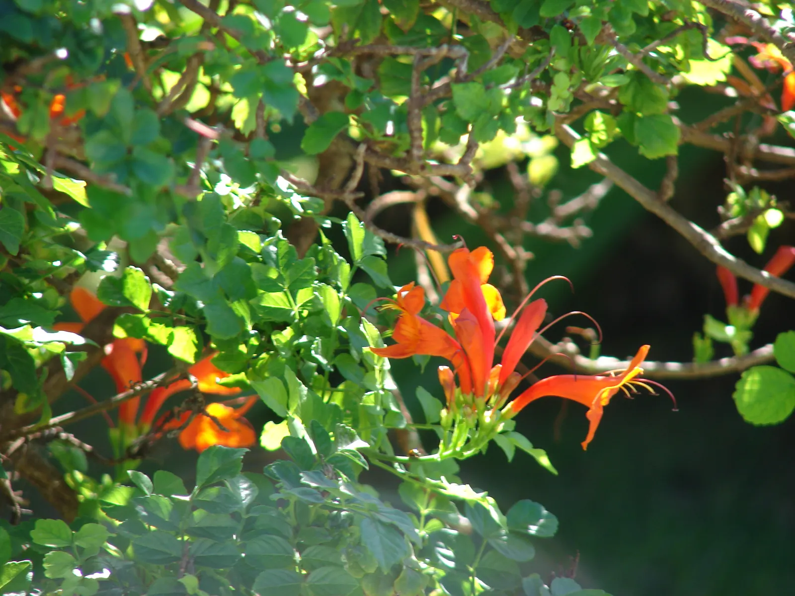 Cape Honeysuckle (Tecoma Capensis) — Ideal for hedges or screens, it thrives in full sun to partial shade and requires moderate watering; full sun, image 123