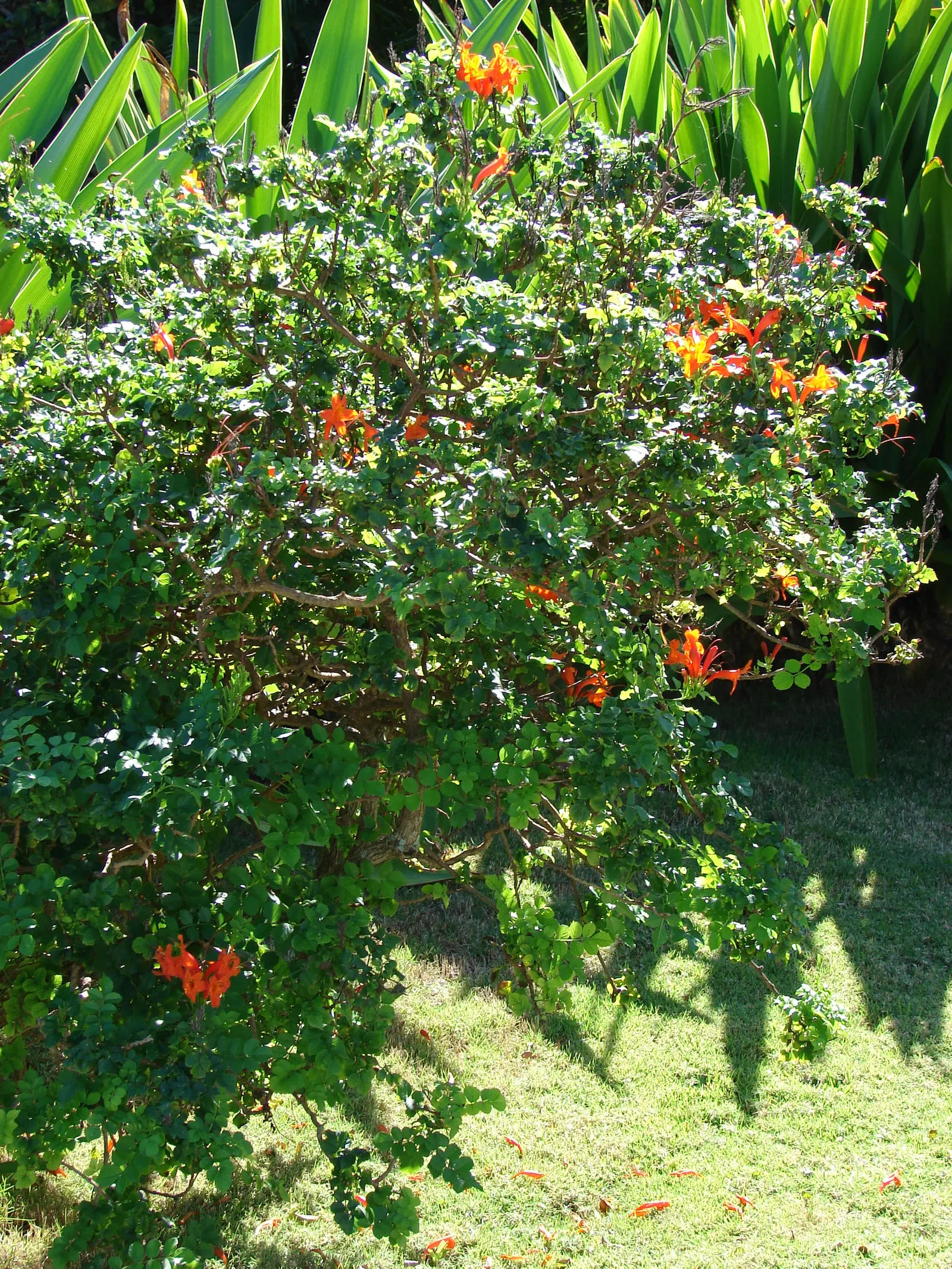 Cape Honeysuckle (Tecoma Capensis) — is a vibrant and versatile evergreen shrub that can add a splash of fiery color to any garden; and other