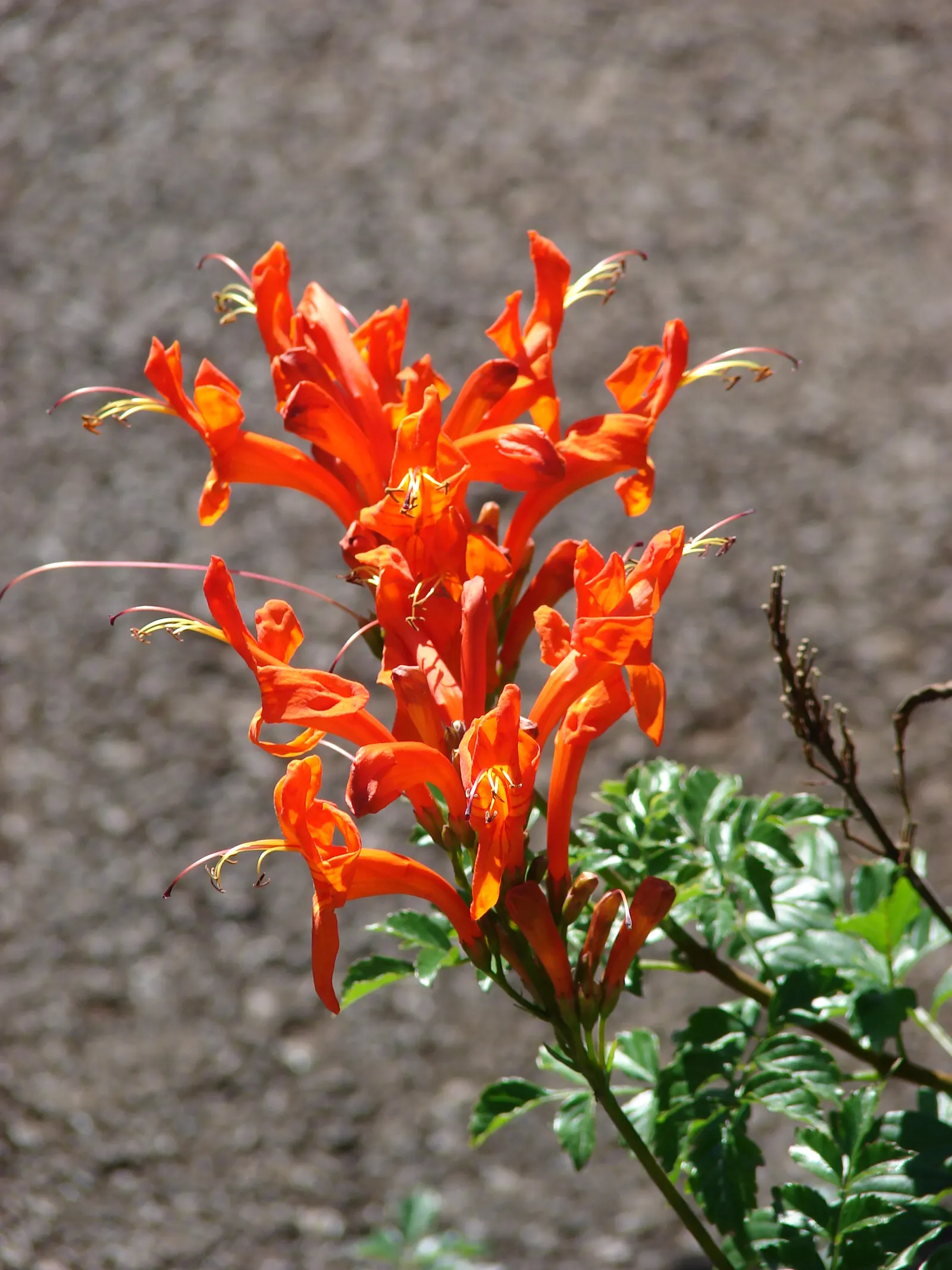 Cape Honeysuckle (Tecoma Capensis) — They bloom profusely from late spring through fall; tecoma capensis requires well-drained soil and can, image 133