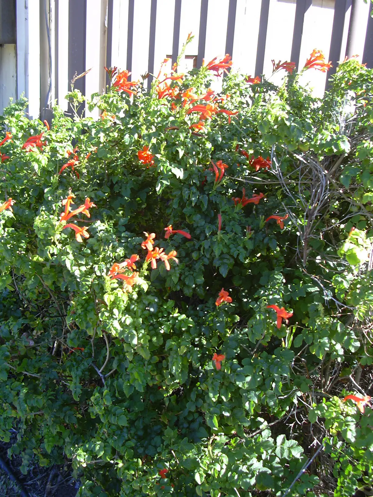 Cape Honeysuckle (Tecoma Capensis) — Tecoma capensis requires well-drained soil and can tolerate a variety of conditions