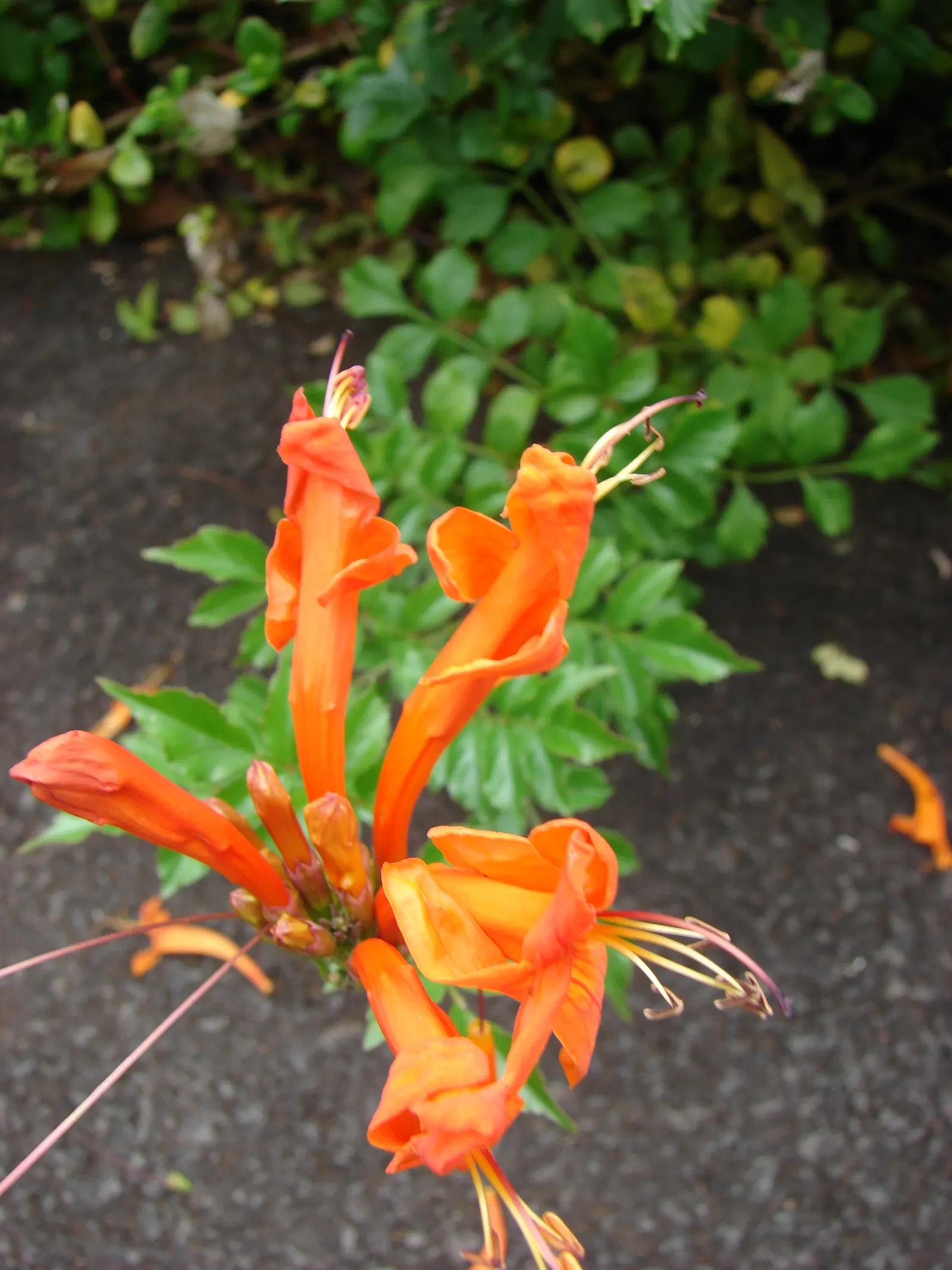 Cape Honeysuckle (Tecoma Capensis) — Originating from South Africa; orange and red flowers in the garden