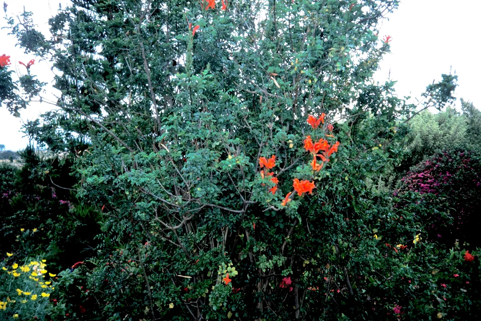 Cape Honeysuckle (Tecoma Capensis) — Ideal for hedges or screens, it thrives in full sun to partial shade and requires moderate watering; full sun, image 99