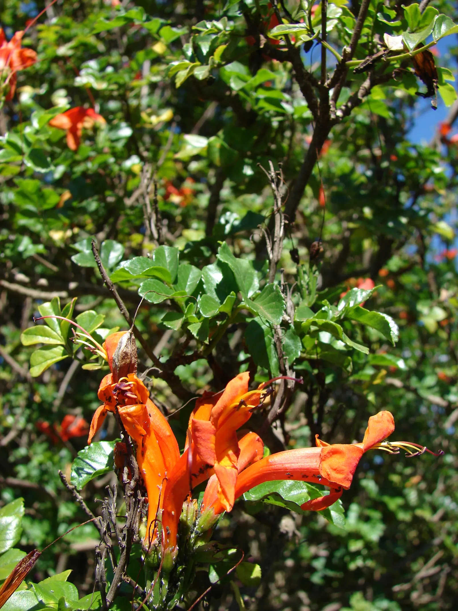 Cape Honeysuckle (Tecoma Capensis) — measuring approximately 6 inches long; are typically a brilliant orange but can range in hues from red to, image 105