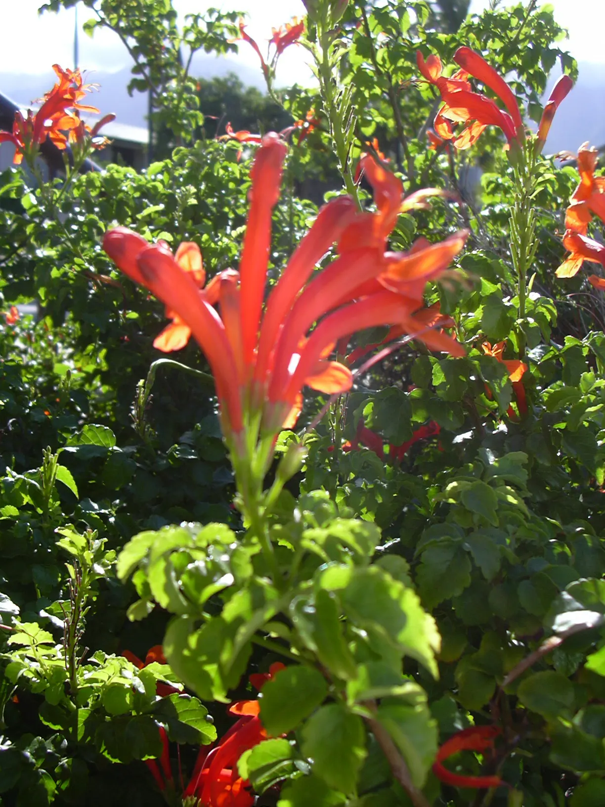 Cape Honeysuckle (Tecoma Capensis) — is a vibrant and versatile evergreen shrub that can add a splash of fiery color to any garden; and other, image 54