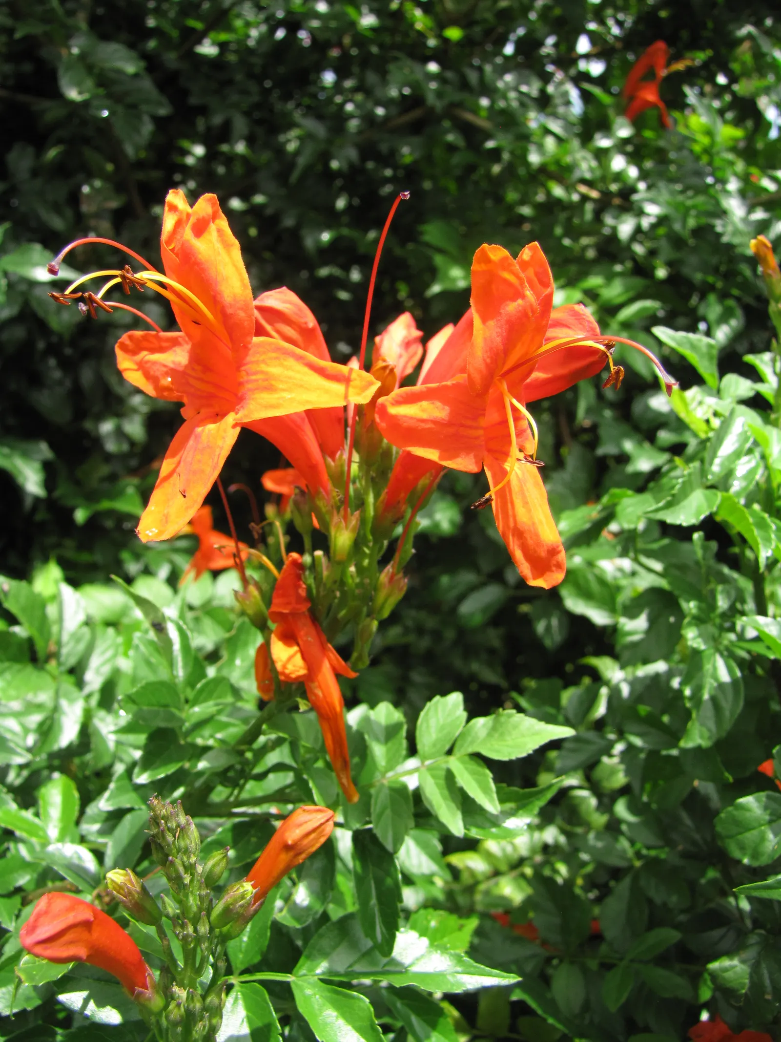 Cape Honeysuckle (Tecoma Capensis) — orange and red flowers in the garden; originating from South Africa