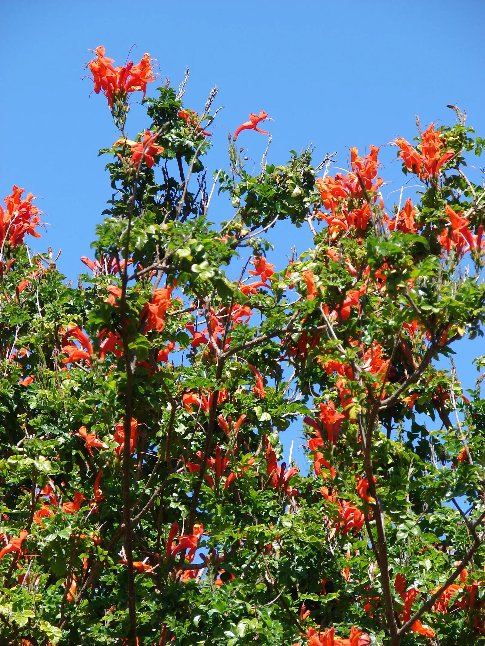 Cape Honeysuckle (Tecoma Capensis) — and it thrives in USDA Hardiness Zones 9 to 11.<br><br>The striking trumpet-shaped flowers; its tubular, image 59