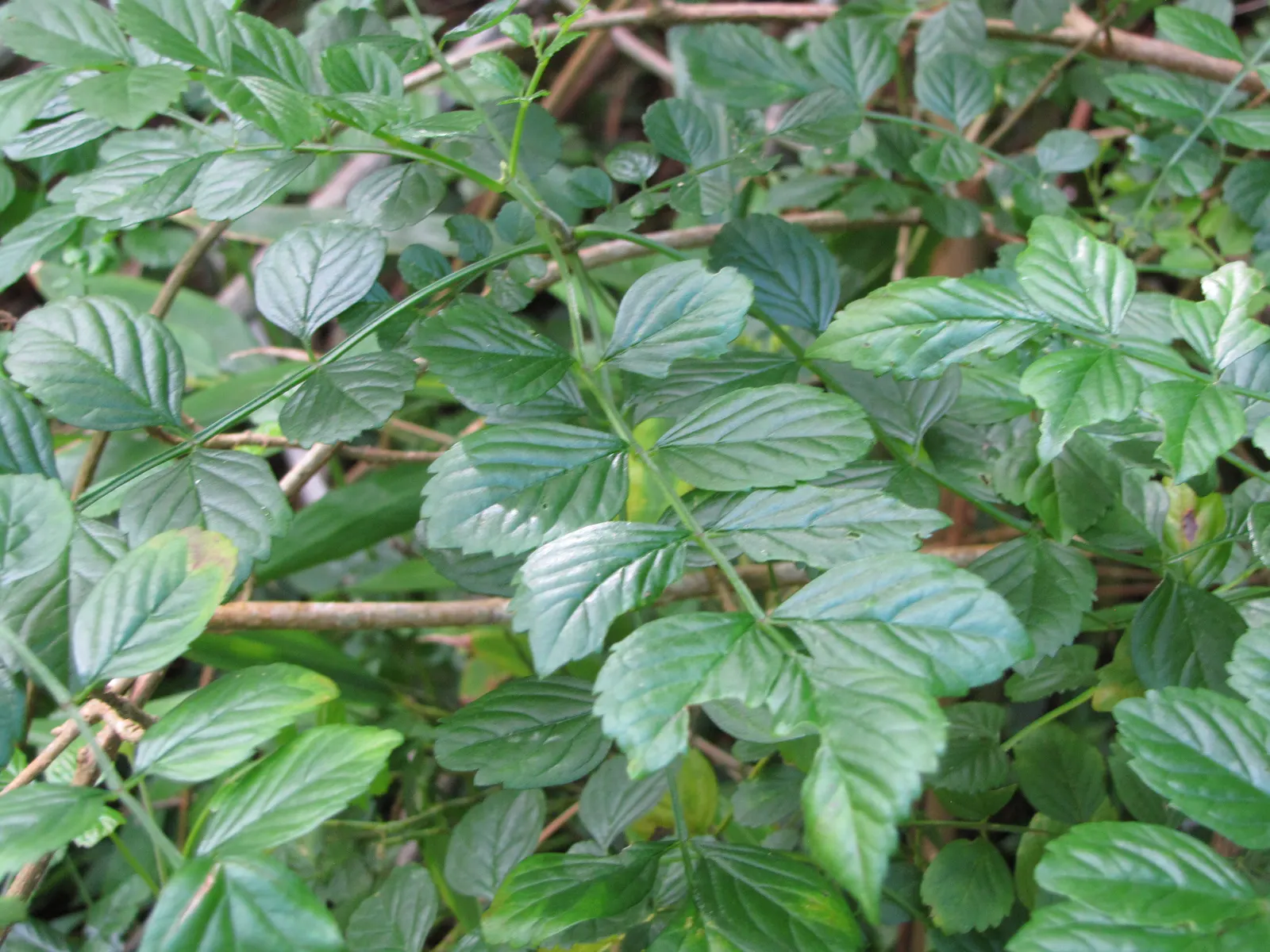 Cape Honeysuckle (Tecoma Capensis) — Versatile and low-maintenance, it adds a burst of color to any landscape; the Cape Honeysuckle provides dense, image 125