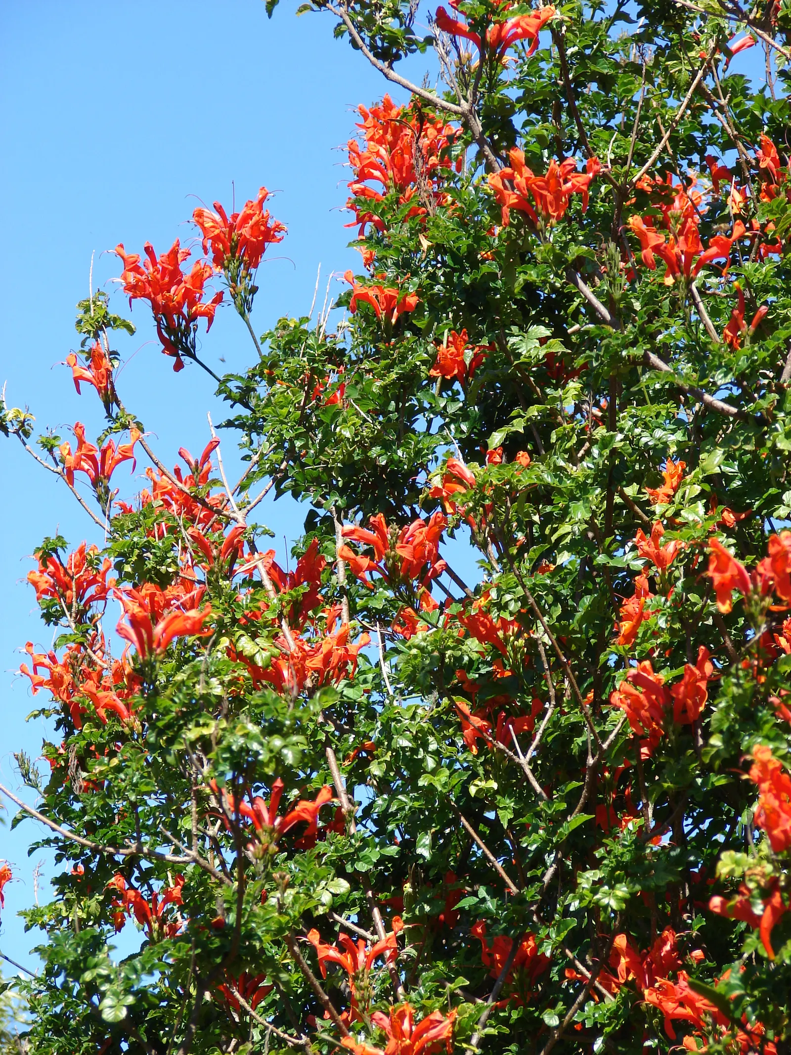 Cape Honeysuckle (Tecoma Capensis) — Hardy in USDA zones 9-11, it can be pruned to maintain shape; cape Honeysuckle (Tecoma capensis) is a vibrant, image 76