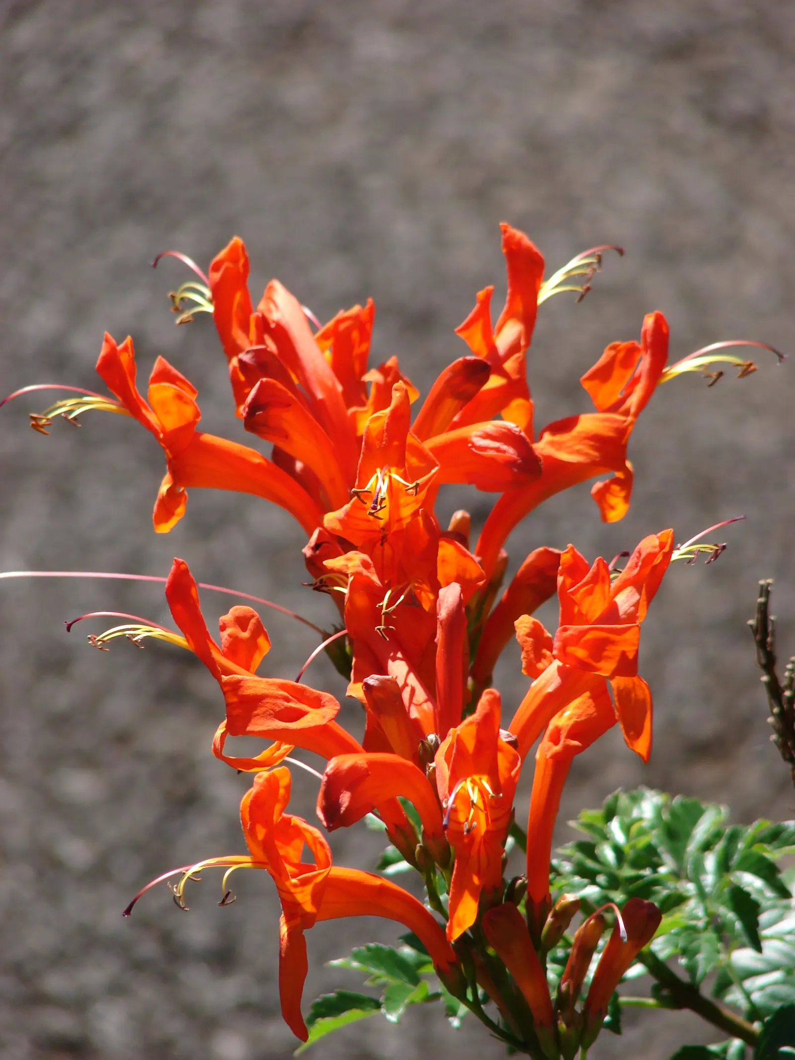 Cape Honeysuckle (Tecoma Capensis) — Its tubular orange-red flowers bloom profusely, attracting hummingbirds and butterflies; and it thrives in, image 74