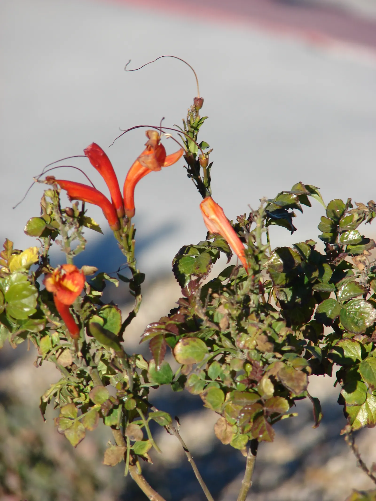 Cape Honeysuckle (Tecoma Capensis) — including drought and coastal exposure