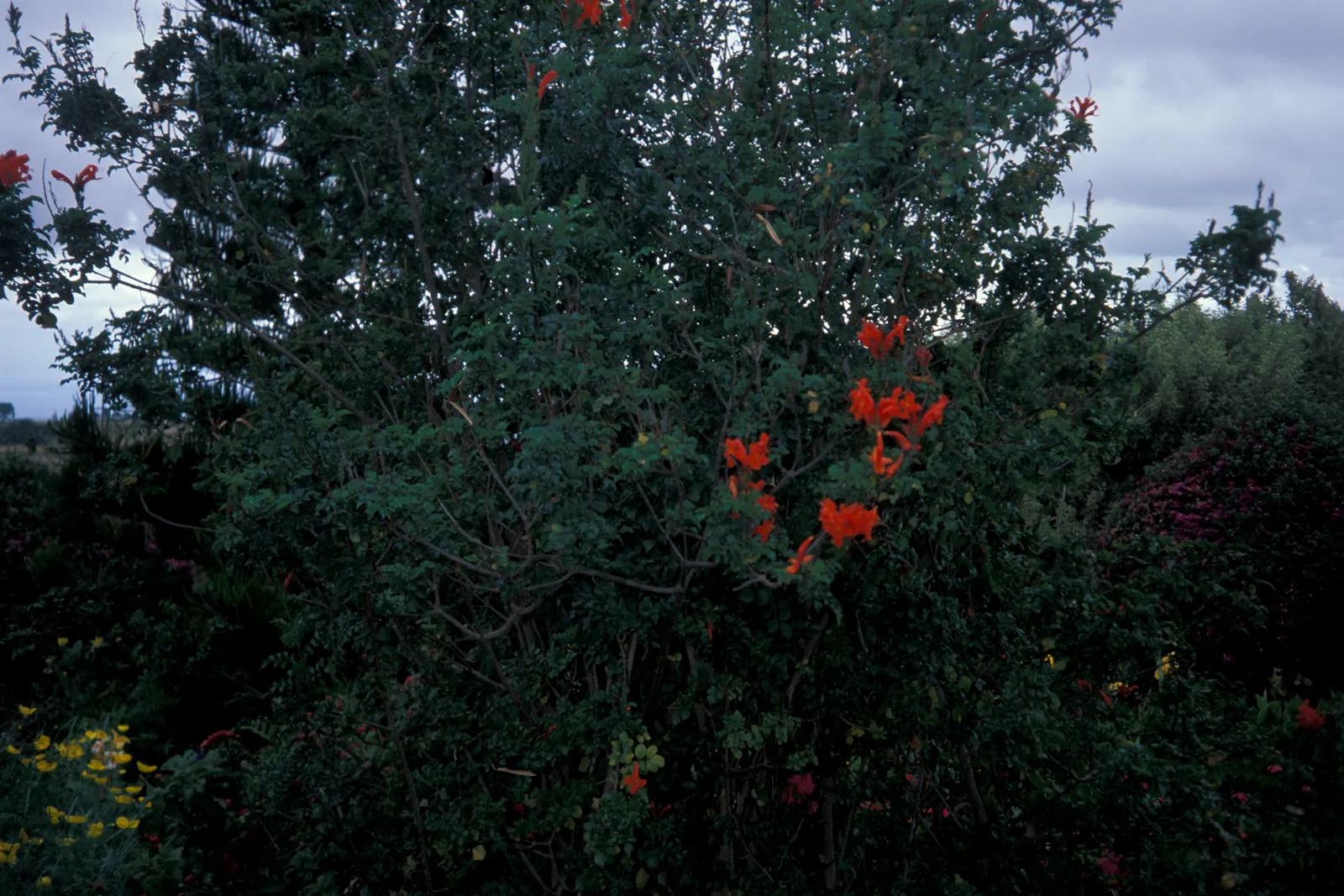 Cape Honeysuckle (Tecoma Capensis) — Its robust growth habit allows it to be easily trained as a hedge or an espalier; it is prudent to establish a, image 58