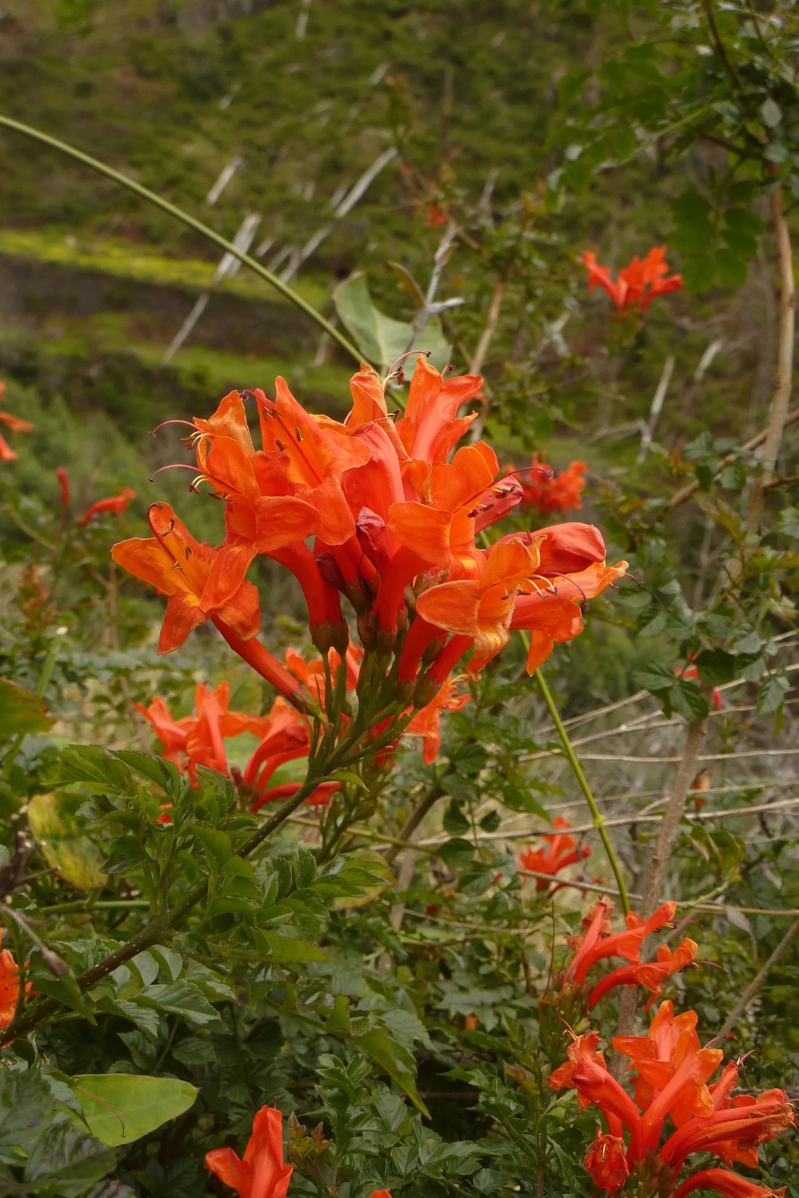 Cape Honeysuckle (Tecoma Capensis) — Its robust growth habit allows it to be easily trained as a hedge or an espalier; it is prudent to establish a, image 106