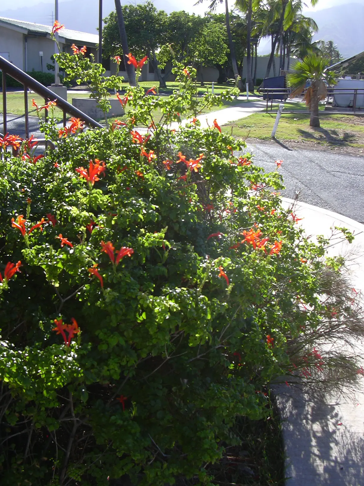 Cape Honeysuckle (Tecoma Capensis) — Originating from South Africa