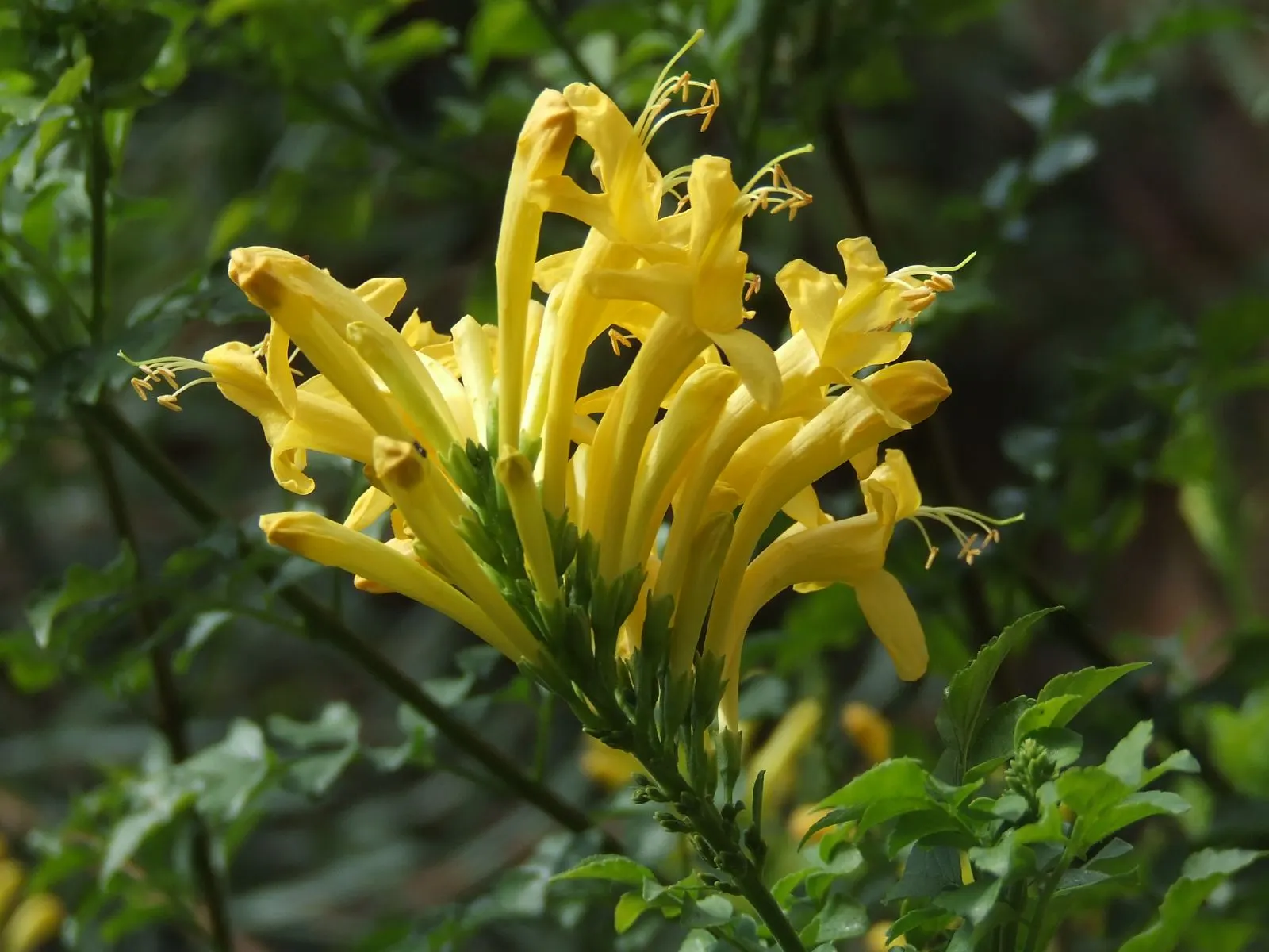 Cape Honeysuckle (Tecoma Capensis) — Hardy in USDA zones 9-11, it can be pruned to maintain shape; cape Honeysuckle (Tecoma capensis) is a vibrant, evergreen