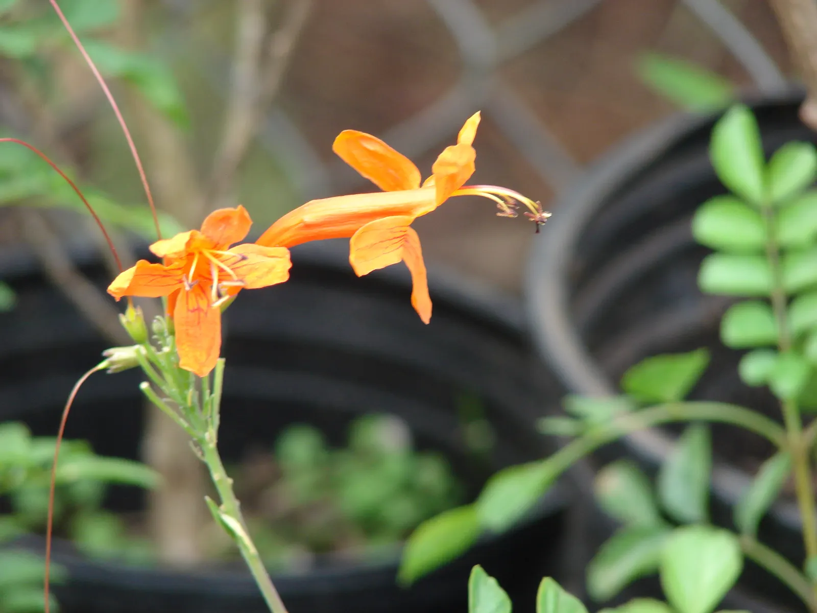 Cape Honeysuckle (Tecoma Capensis) — and other pollinators.<br><br>For optimal growth; is a vibrant and versatile evergreen shrub that can add a, image 87
