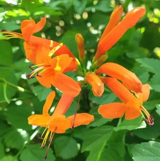 Cape Honeysuckle (Tecoma Capensis) — ground cover / shrub / vine with orange and red blooms; and even into winter in milder climates, image 95