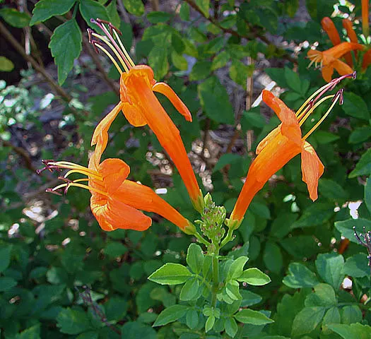Cape Honeysuckle (Tecoma Capensis) — making it an easy-care addition to your landscape design; ground cover / shrub / vine for full or half, image 117